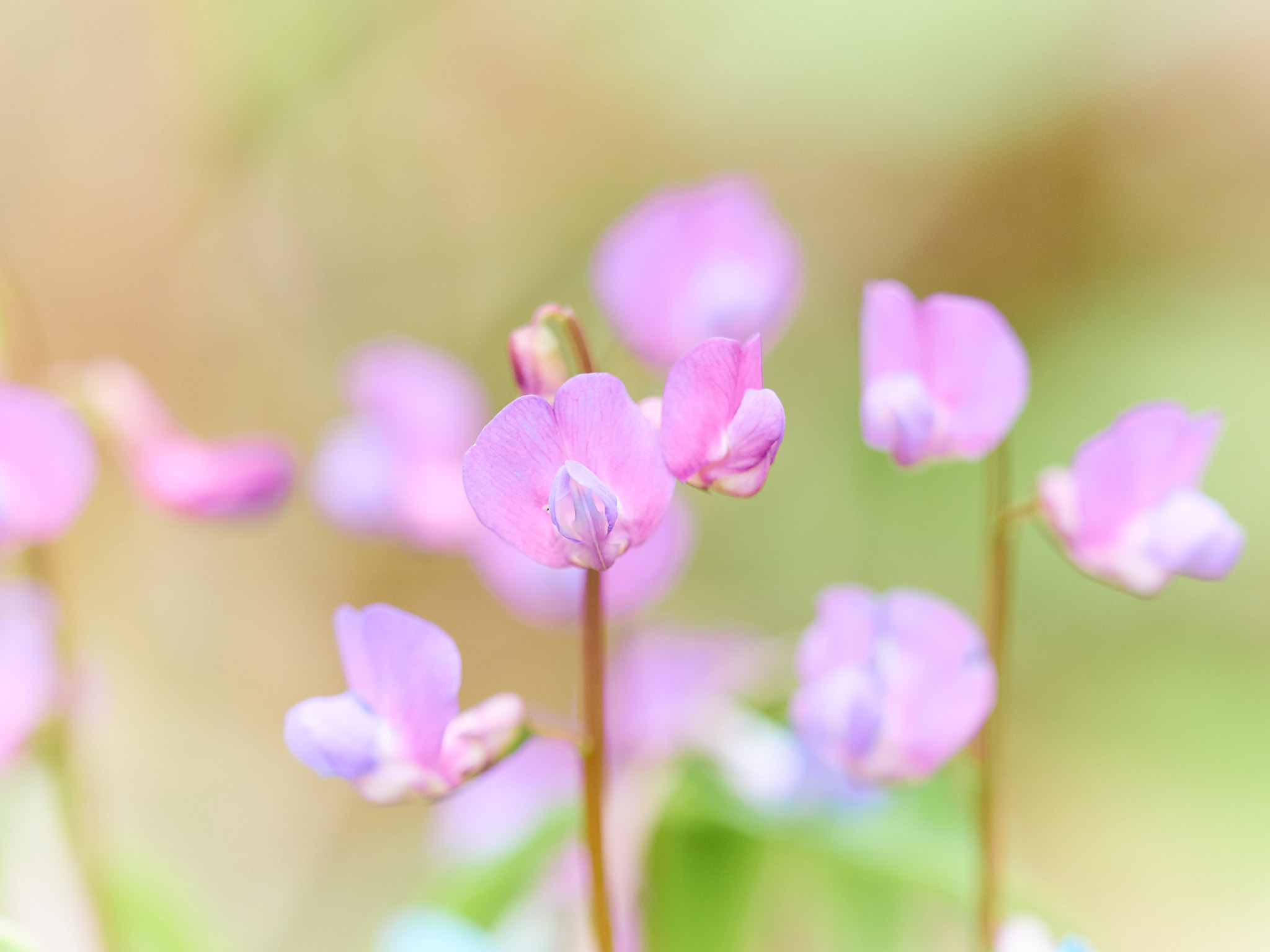 Olympus OM-D E-M5 + Olympus M.Zuiko Digital ED 40-150mm F2.8 Pro sample photo. Flower ononis  in a forest photography