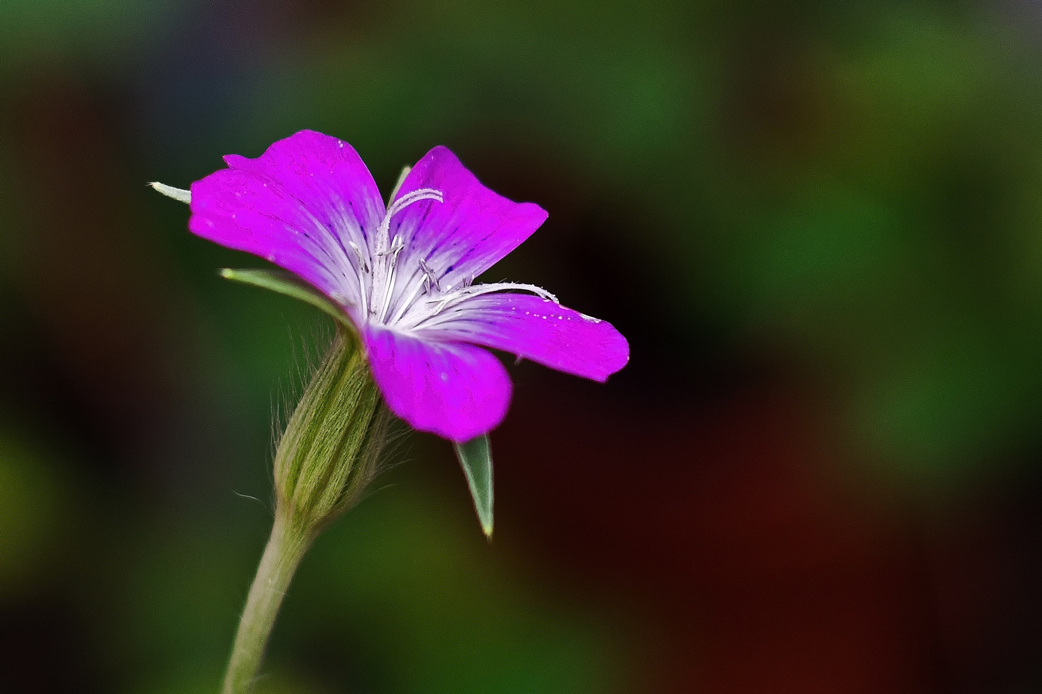 Sony SLT-A77 + Sony 50mm F1.4 sample photo. Fleur photography