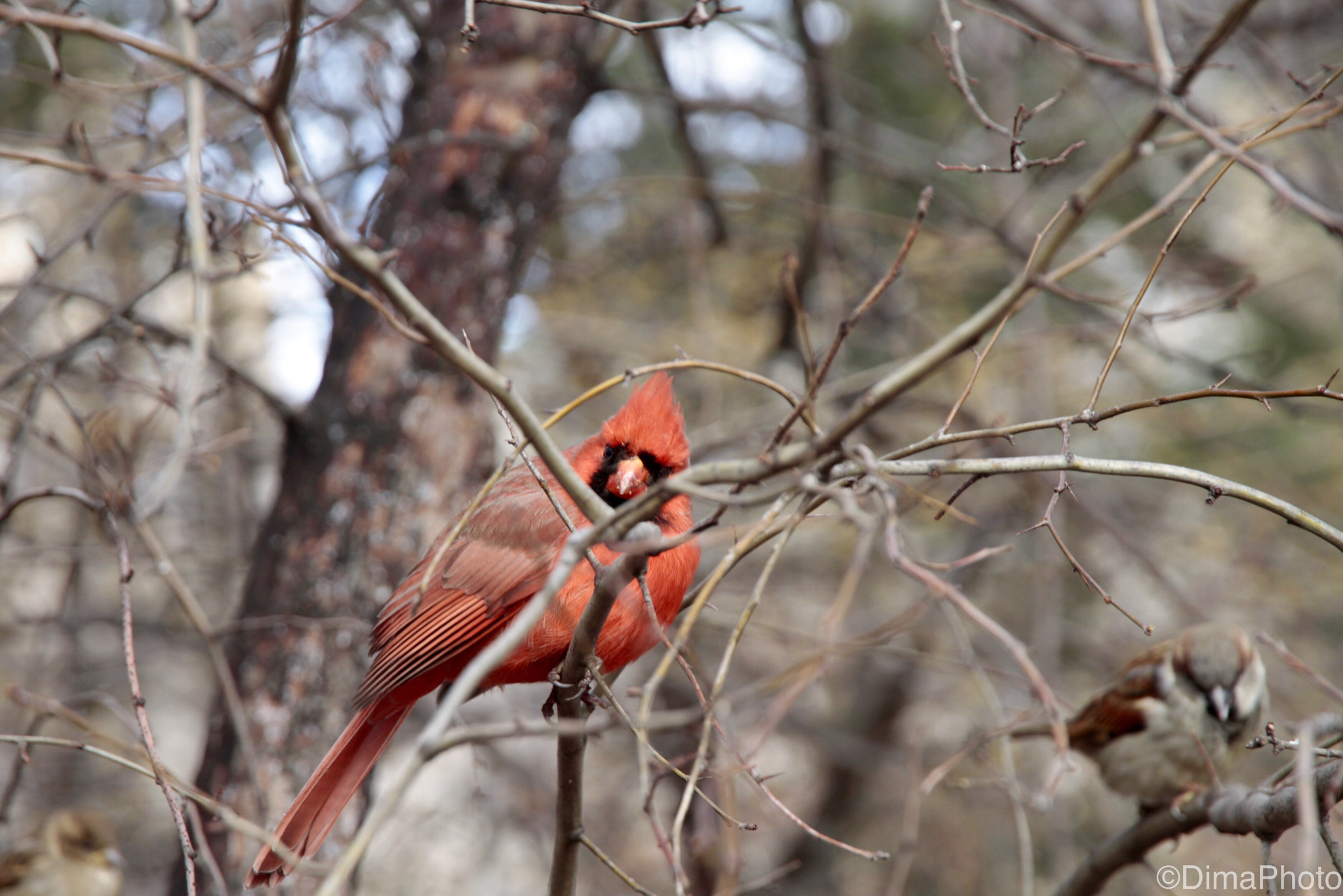 Canon EF-S 15-85mm F3.5-5.6 IS USM sample photo. Redbird.  photography