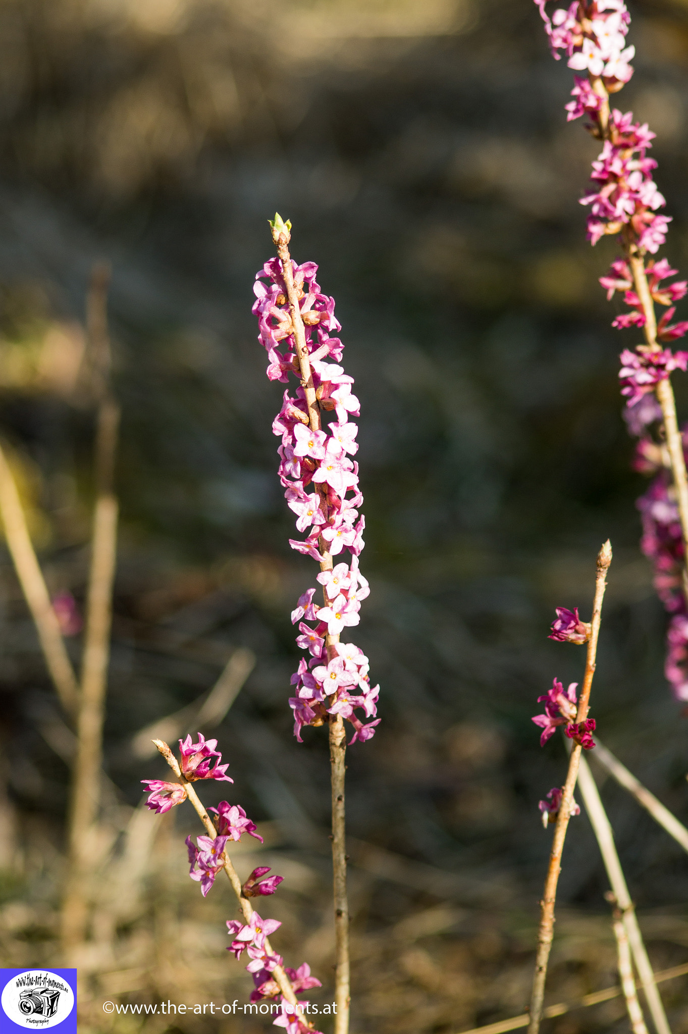Sigma 70-300mm F4-5.6 DL Macro sample photo. Flower photography