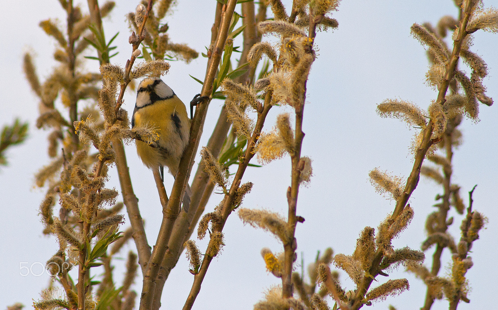 Canon EF 75-300mm f/4-5.6 USM sample photo. Eurasian blue tit doing a split photography