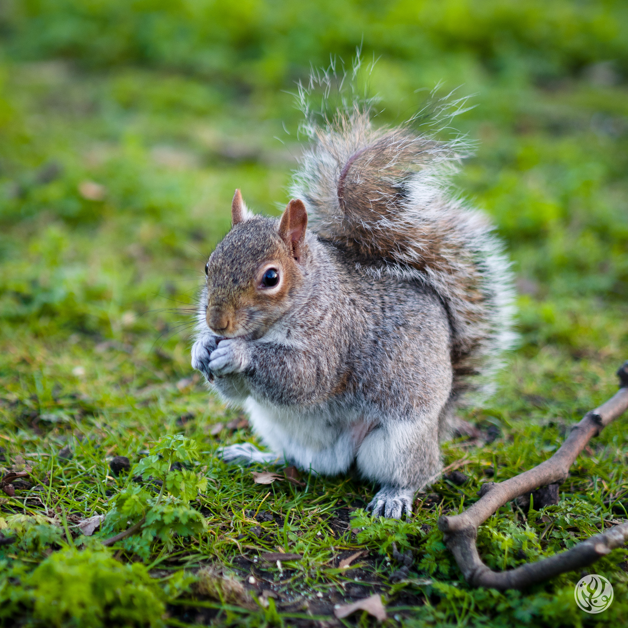 Panasonic Lumix DMC-GM1 + Olympus M.Zuiko Digital 45mm F1.8 sample photo. Cuteness overload! photography