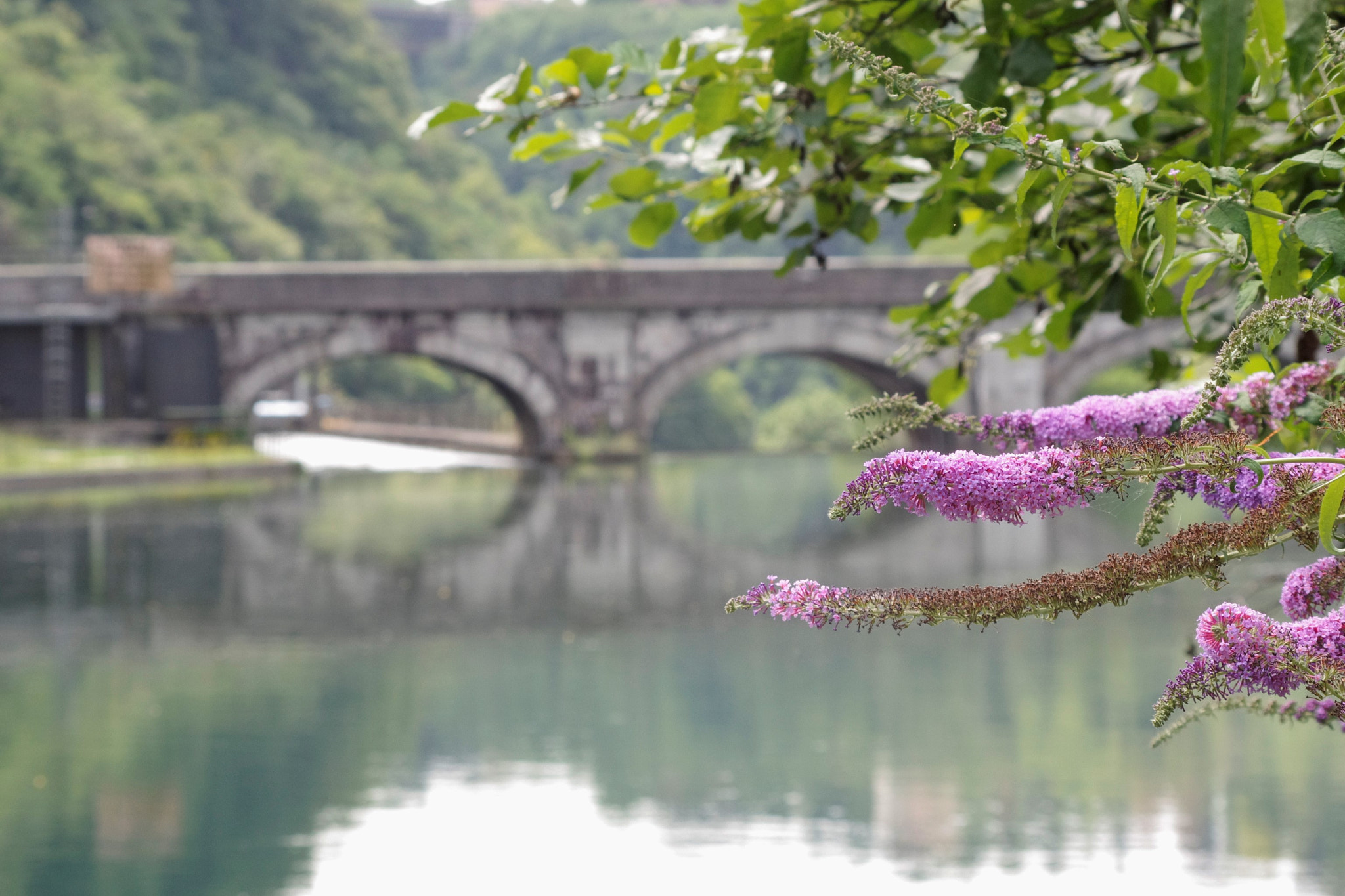 HD Pentax DA 55-300mm F4.0-5.8 ED WR sample photo. The flowers and the 1911's old dam photography