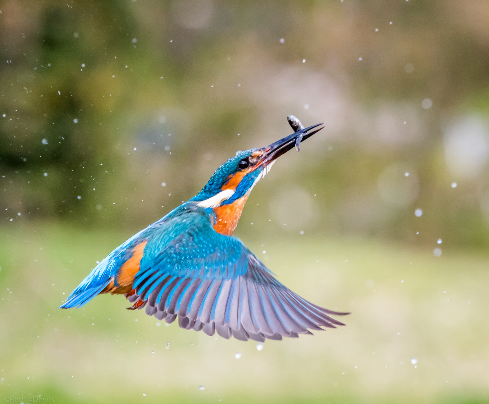 Canon EOS 5DS sample photo. Flight of the king ( zoomed in ) photography