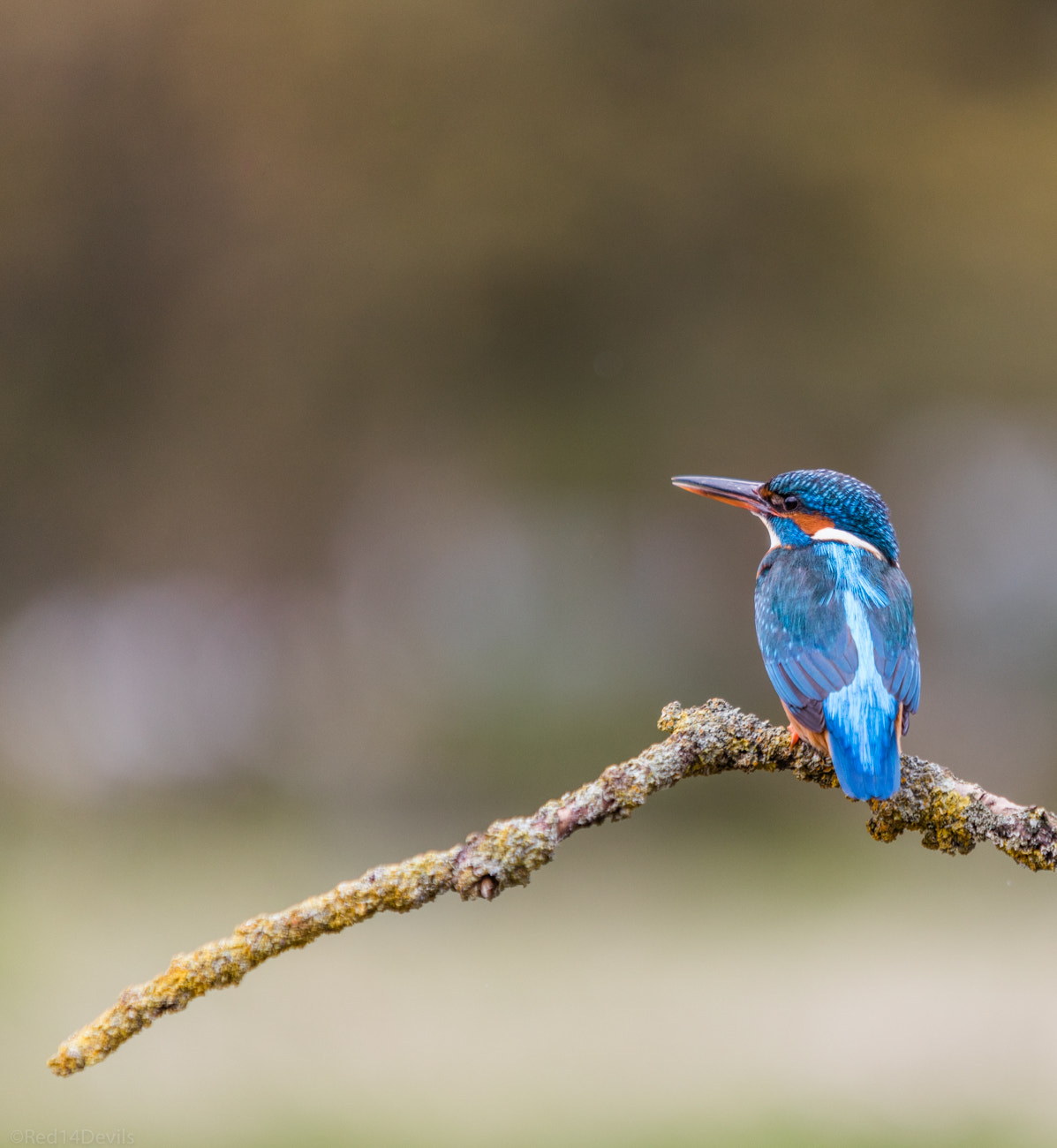 Canon EOS 5DS sample photo. Queen fisher photography
