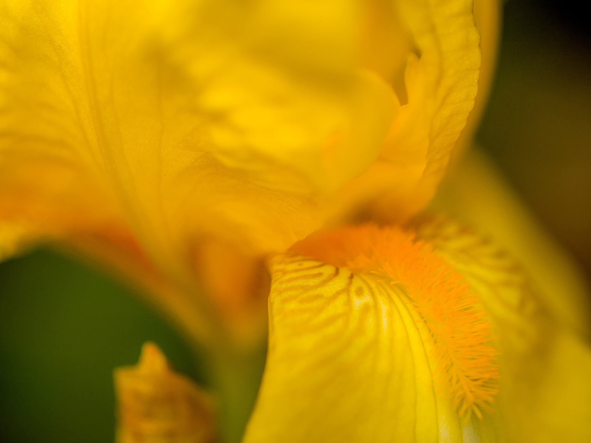 Olympus OM-D E-M5 + OLYMPUS 50mm Lens sample photo. Yellow haze photography