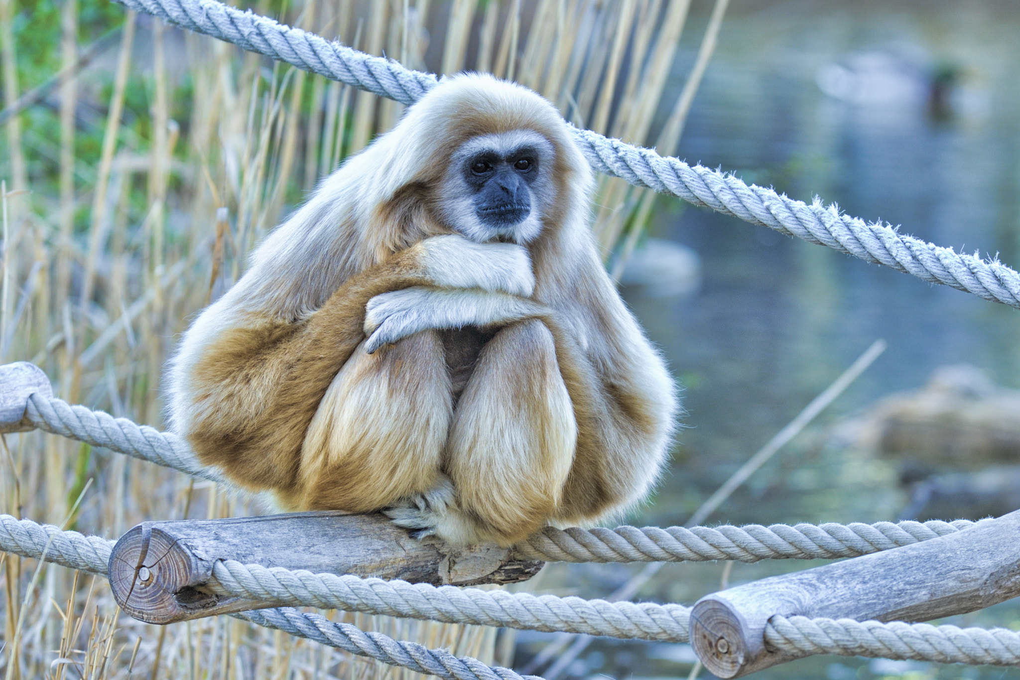 Nikon D3X sample photo. Pensive photography