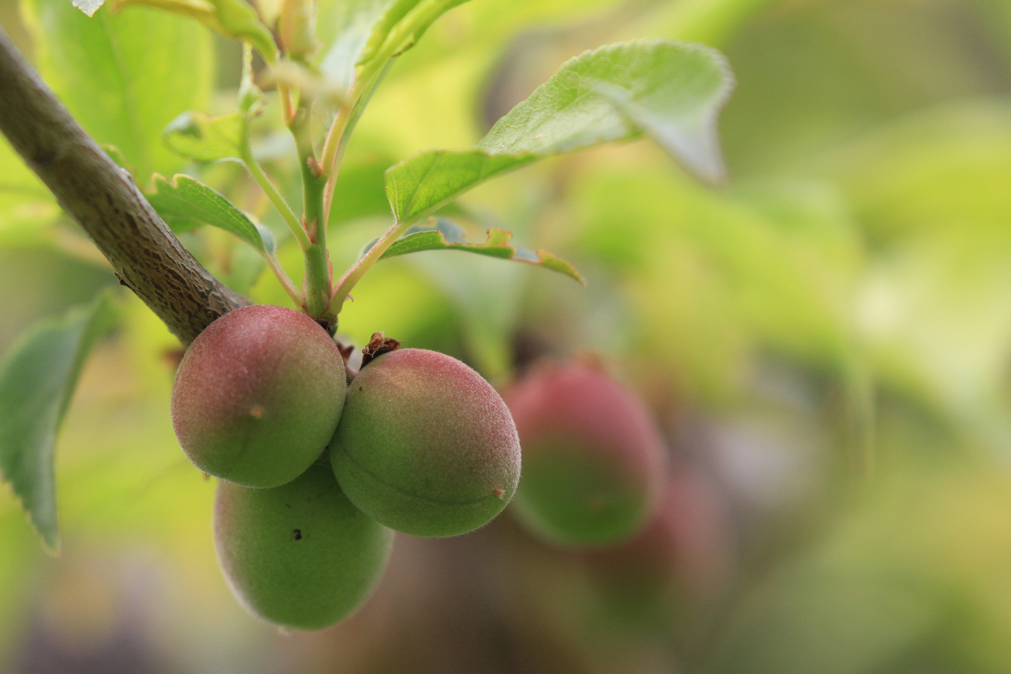 Canon EF 100-400mm F4.5-5.6L IS II USM sample photo. Plum  梅 実りました photography