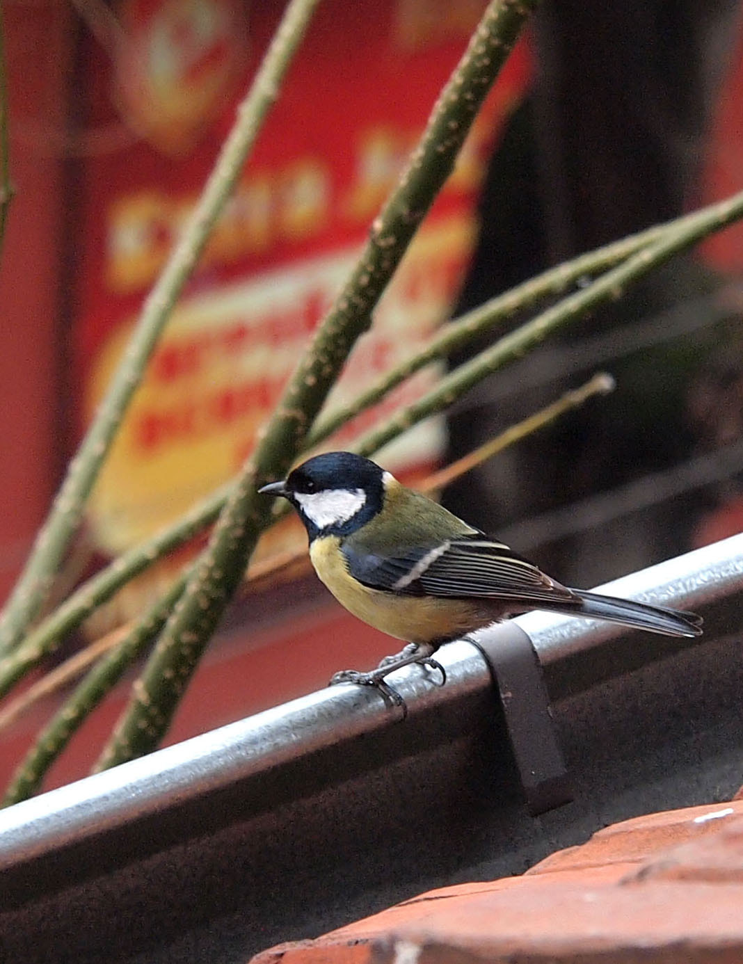 Olympus PEN E-PL1 sample photo. Parus major photography