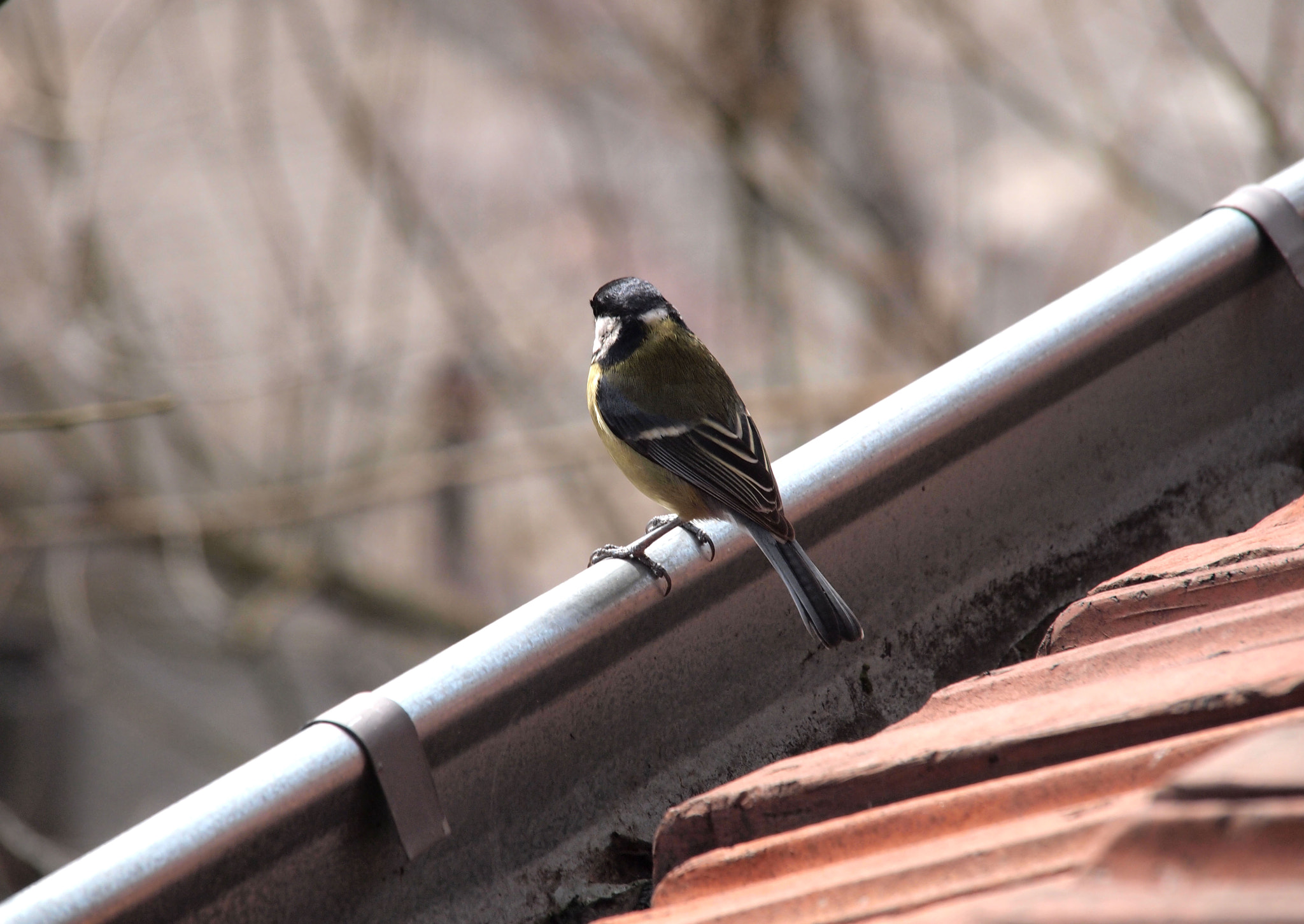 Olympus PEN E-PL1 sample photo. On the top photography