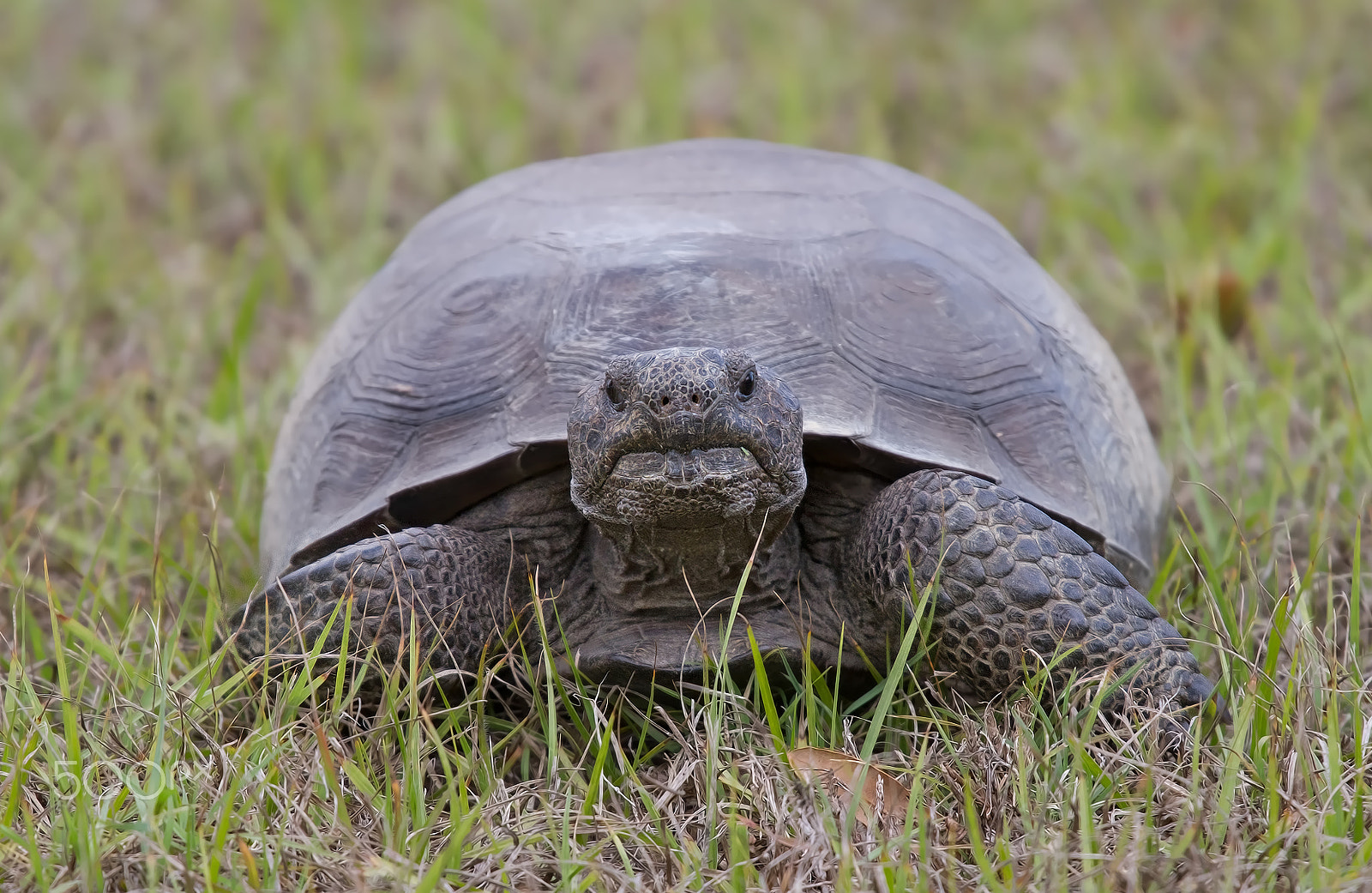 Canon EF 70-200mm F4L IS USM sample photo. Gopher tortoise photography
