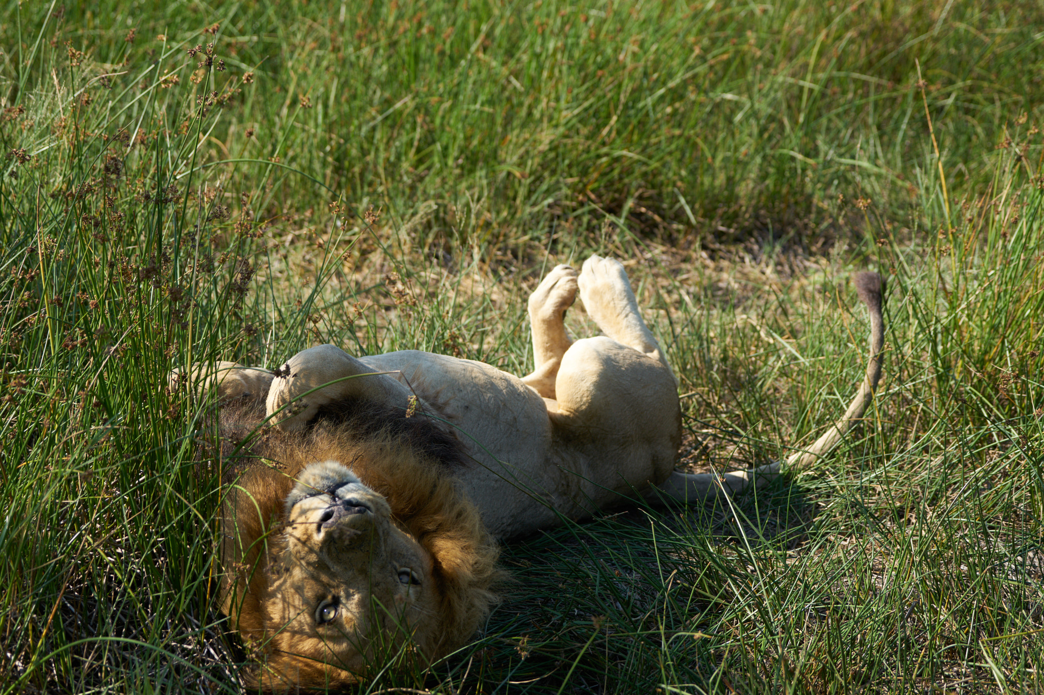 Sony 70-400mm F4-5.6 G SSM II sample photo. Lion rolled over on his back photography