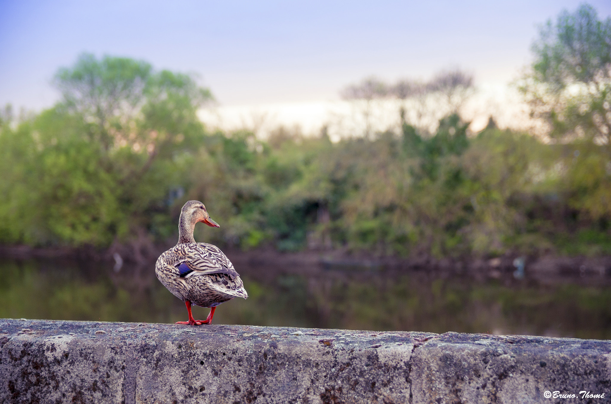 Sigma 17-50mm F2.8 EX DC HSM sample photo. Contemplation photography