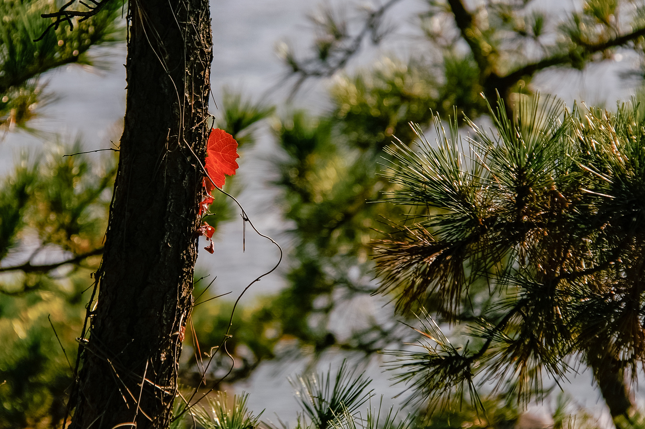 Canon EOS 40D sample photo. Lonely autumn leave photography