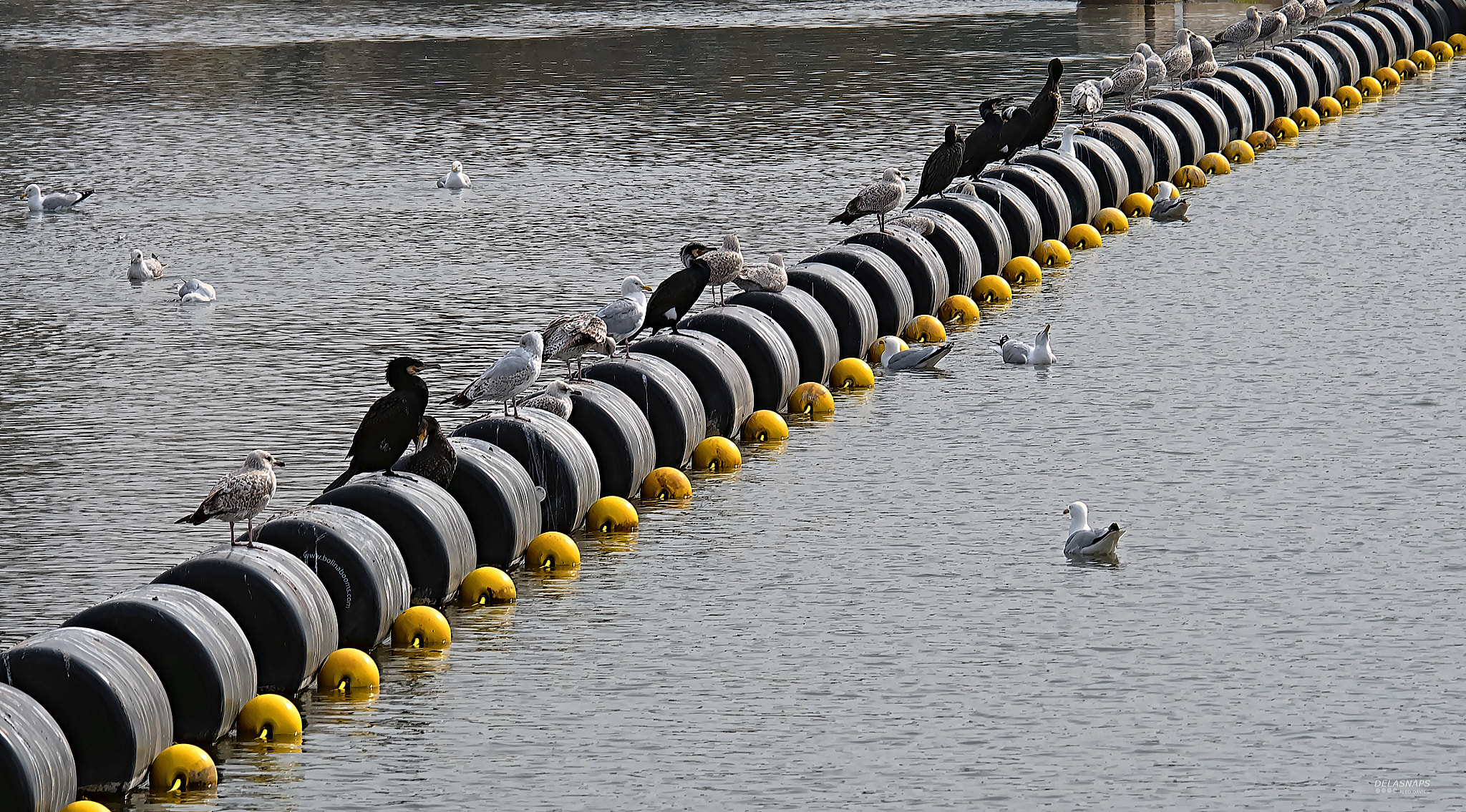 Fujifilm X-A2 + Fujifilm XC 50-230mm F4.5-6.7 OIS sample photo. Let's rest for a while... photography