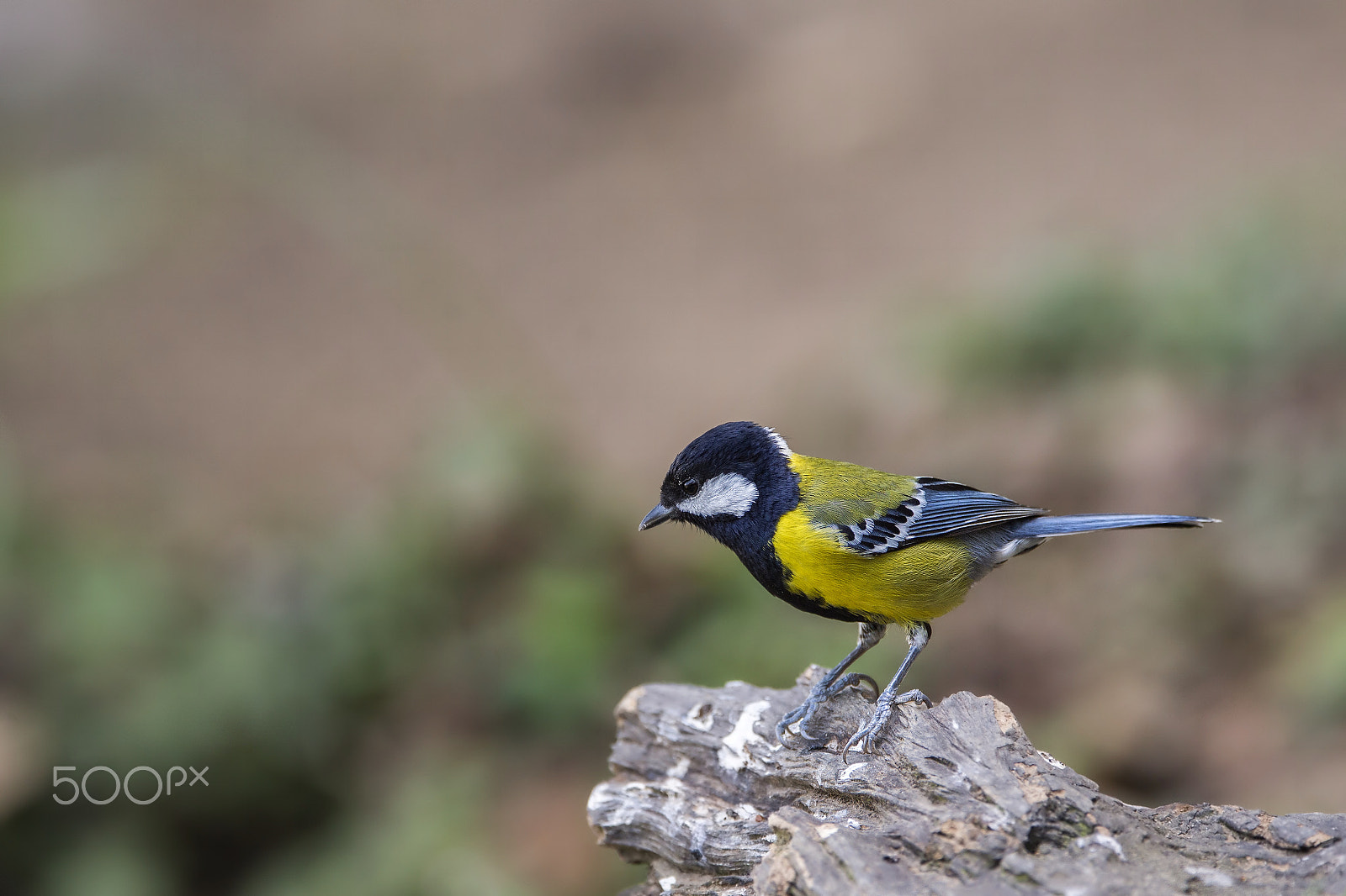 Nikon D4 sample photo. Green-backed tit photography