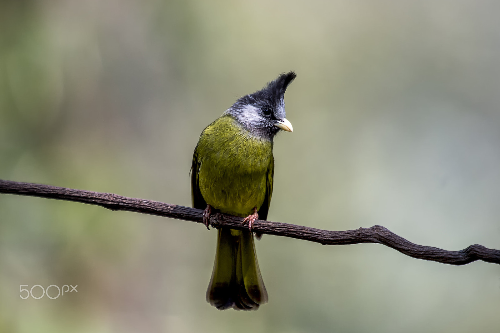 Nikon AF-S Nikkor 400mm F2.8G ED VR II sample photo. Crested finchbill photography