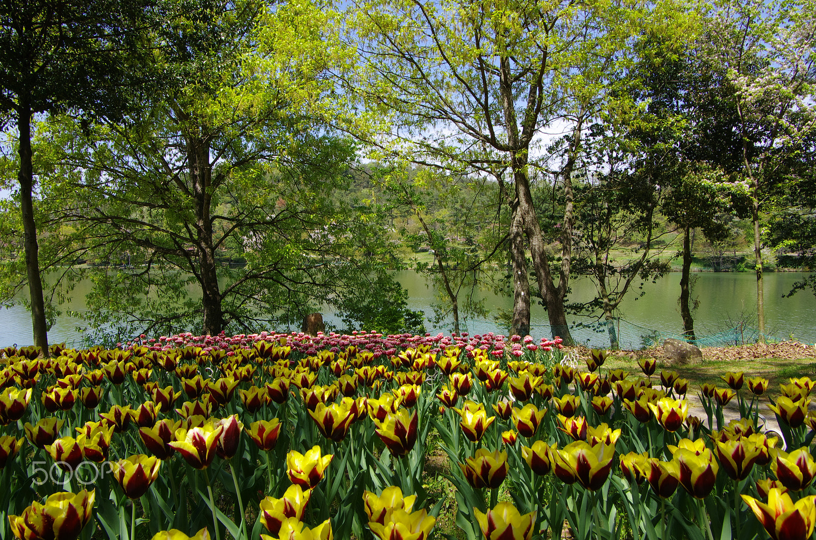 Pentax smc DA 16-45mm F4 ED AL sample photo. The banks of the pond photography