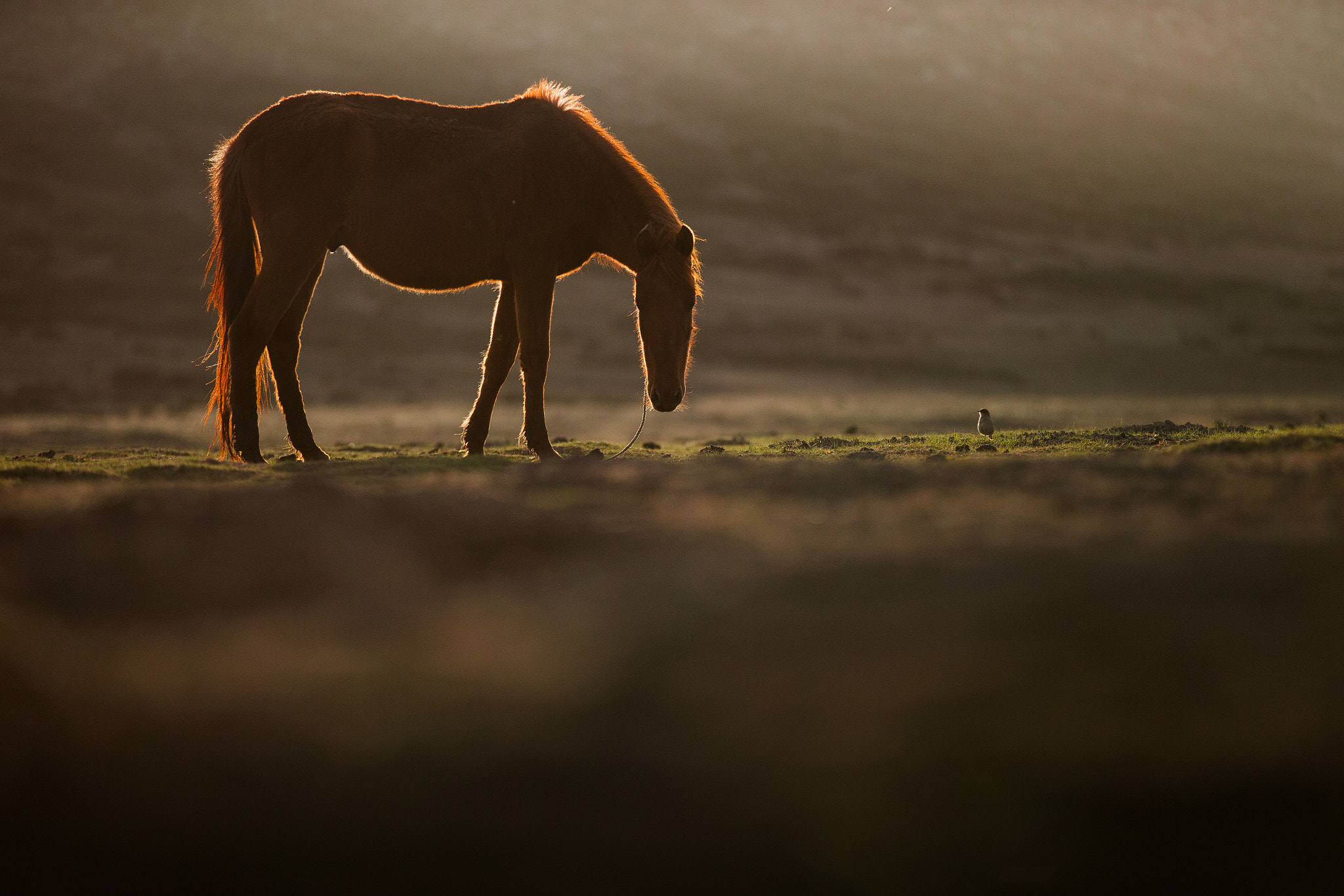 Canon EOS-1D C + Canon EF 70-200mm F2.8L IS II USM sample photo. Horse in the sunset - webvalley - ethiopia photography