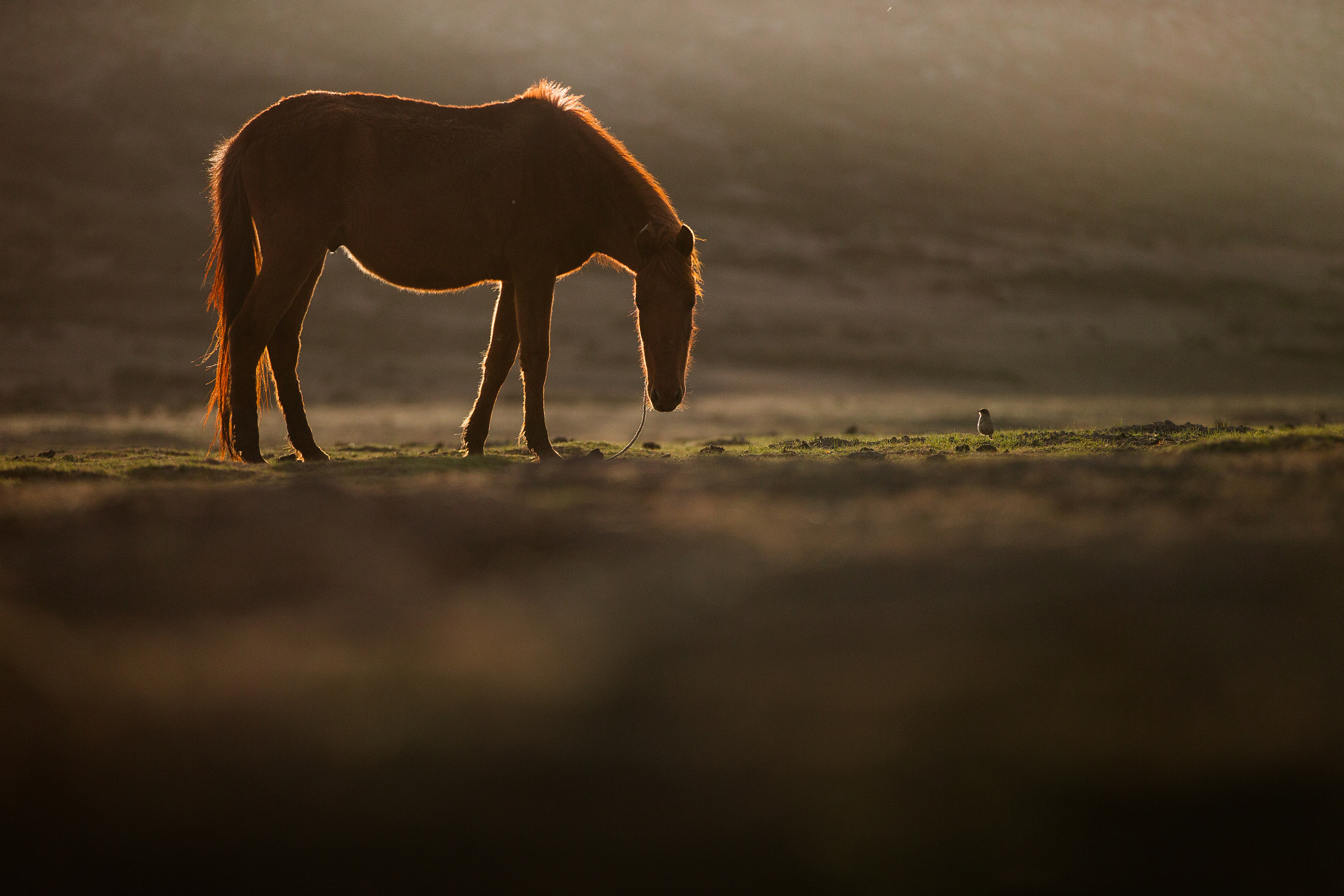Canon EOS-1D C sample photo. Horse in the sunset - webvalley - ethiopia photography