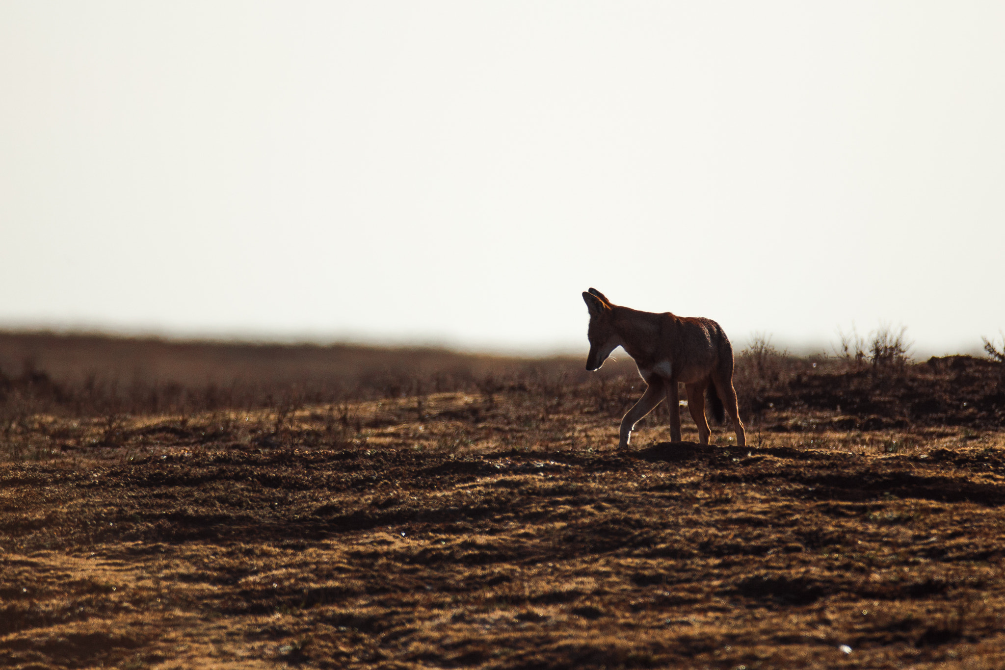 Canon EOS-1D C + Canon EF 600mm f/4L IS sample photo. Ethiopian wolf - backlight photography