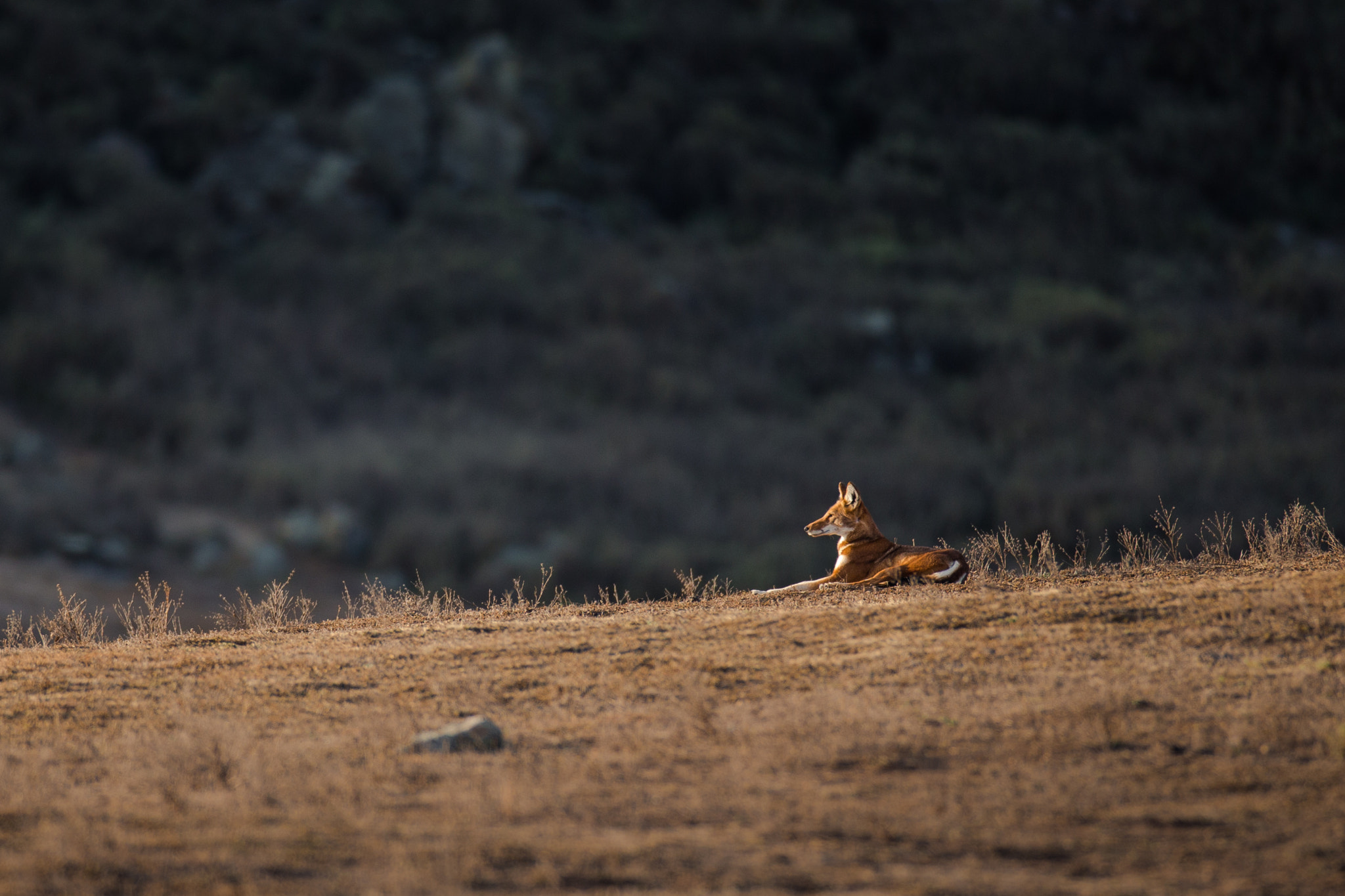Canon EOS-1D C + Canon EF 600mm f/4L IS sample photo. Ethiopian wolf photography