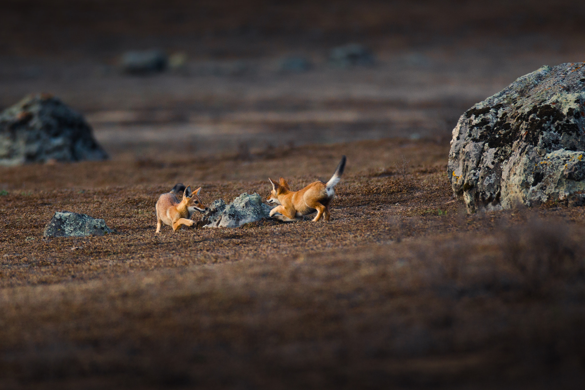 Canon EOS-1D C + Canon EF 600mm f/4L IS sample photo. Ethiopian wolf puppies photography