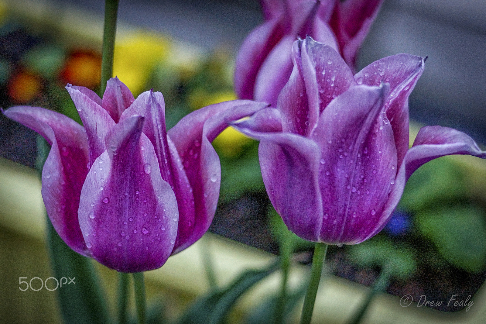 Sony SLT-A77 + Sony 85mm F2.8 SAM sample photo. Dual purple flowers photography