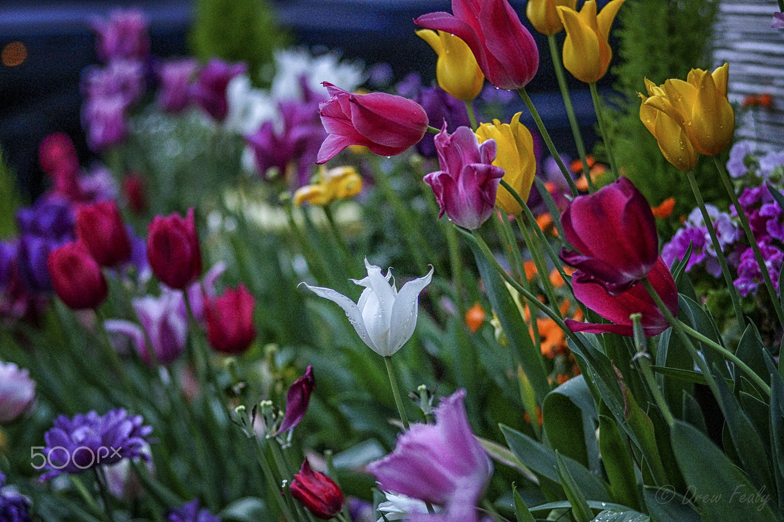 Sony SLT-A77 + Sony 85mm F2.8 SAM sample photo. Flowerbeds all in a row photography
