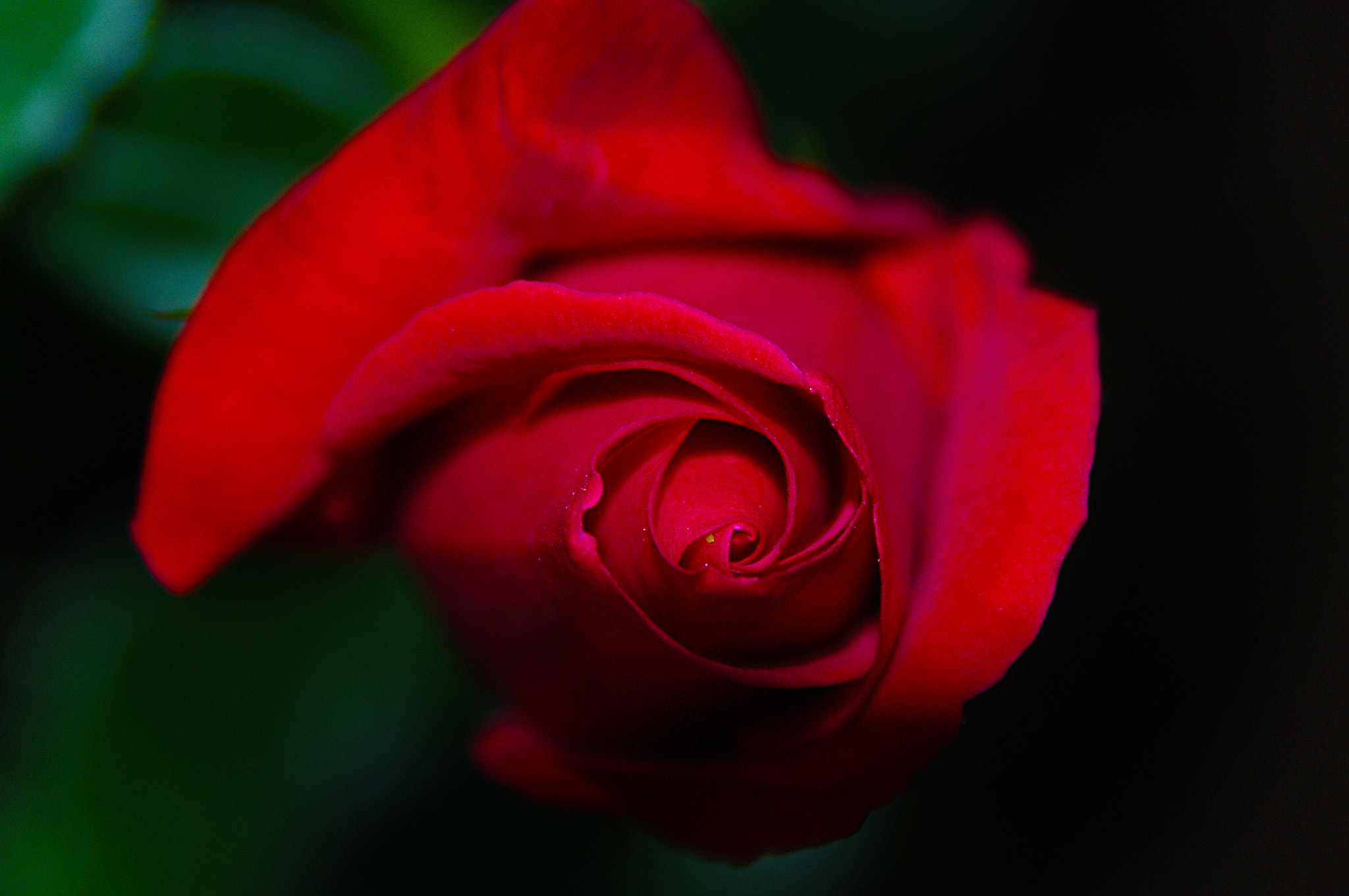 Pentax K-7 sample photo. Red rose photography
