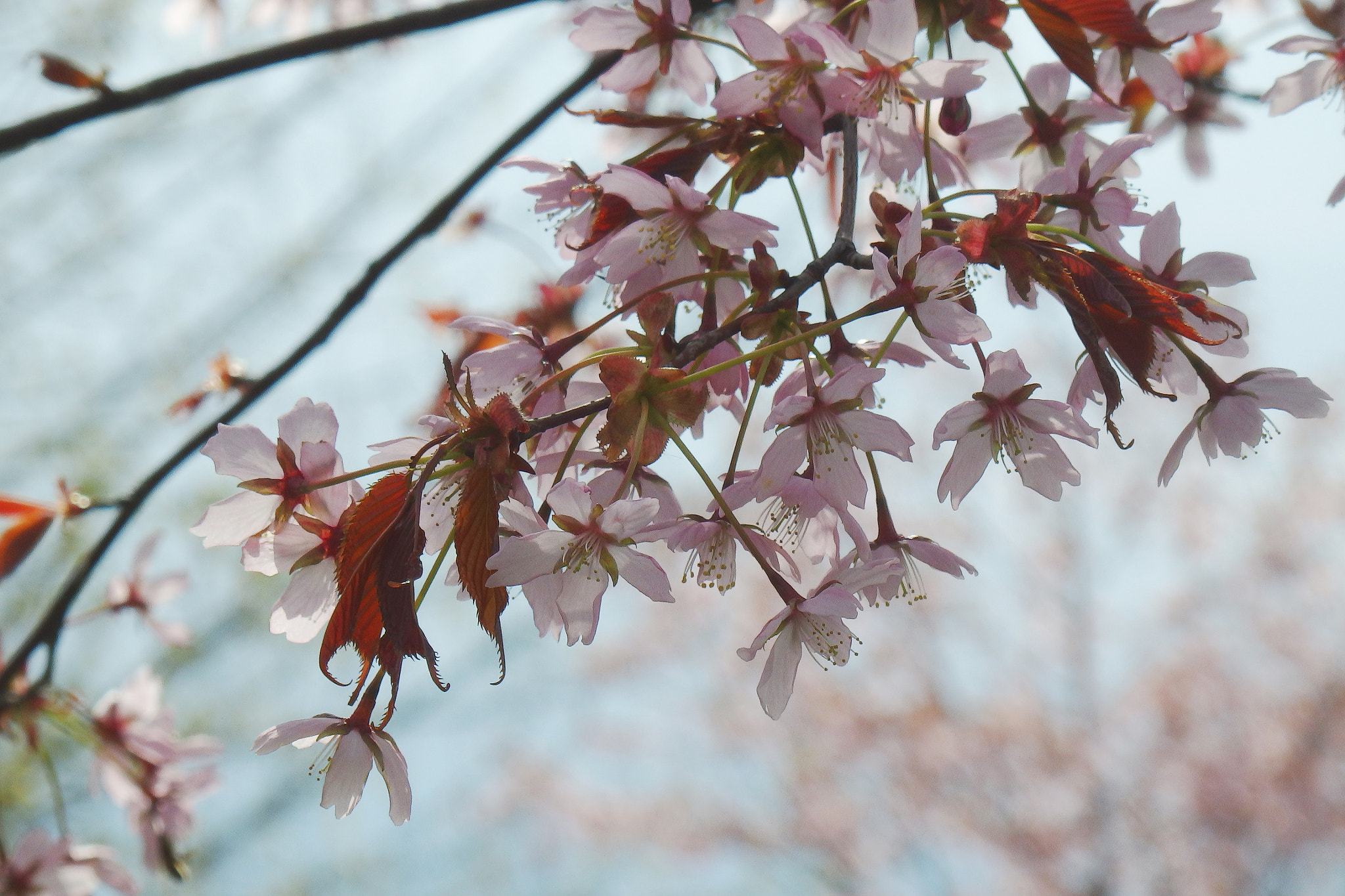 Olympus SH-1 sample photo. Cherry blossoms photography