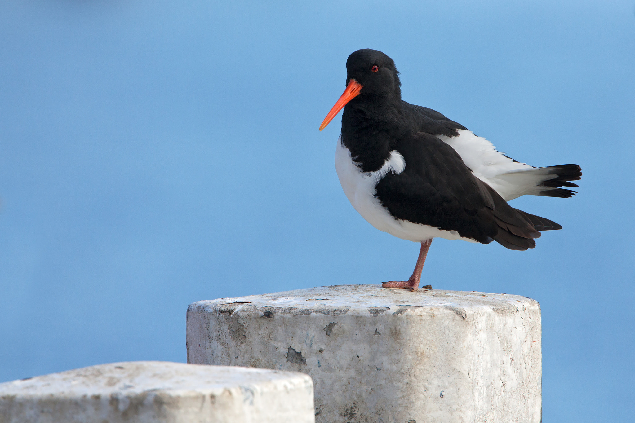 Canon EF 500mm F4L IS USM sample photo. Eurasian oystercatcher photography