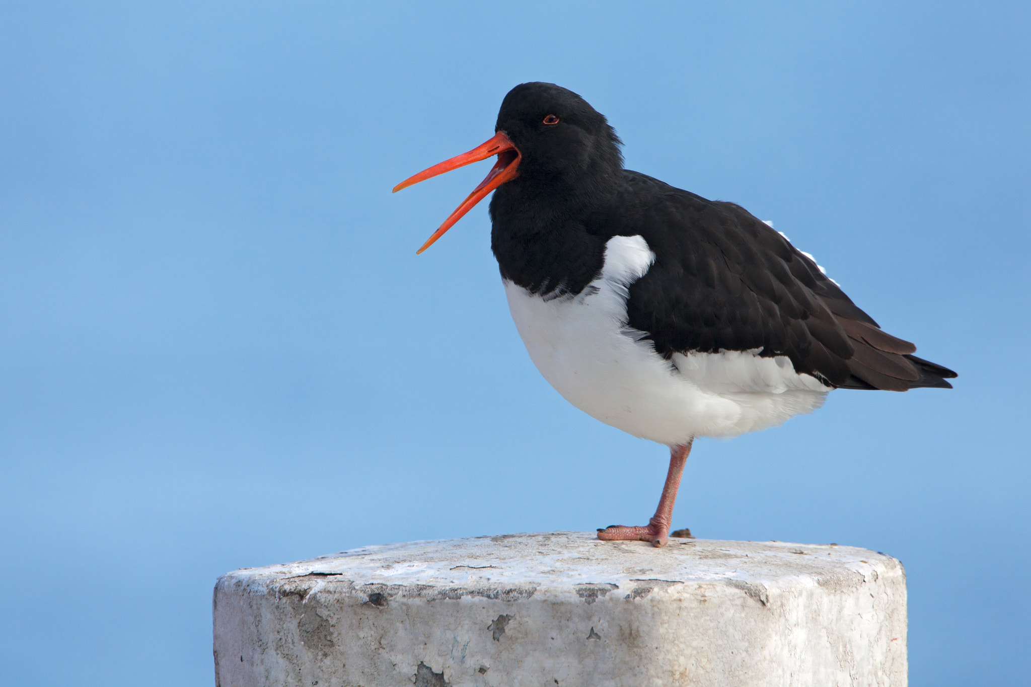 Canon EF 500mm F4L IS USM sample photo. Eurasian oystercatcher calling photography