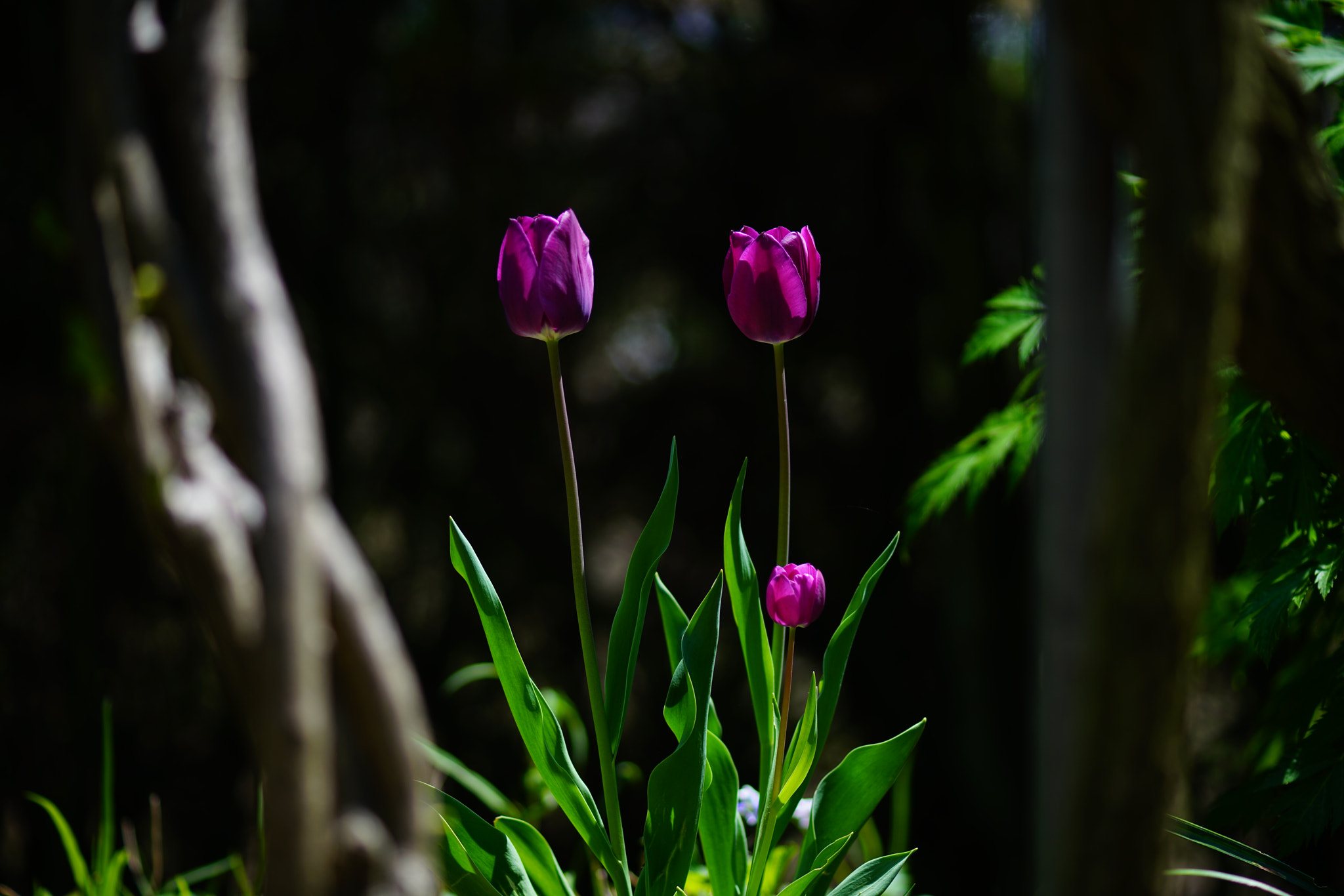 Sony a7R II + Sony 100mm F2.8 Macro sample photo. Family photography