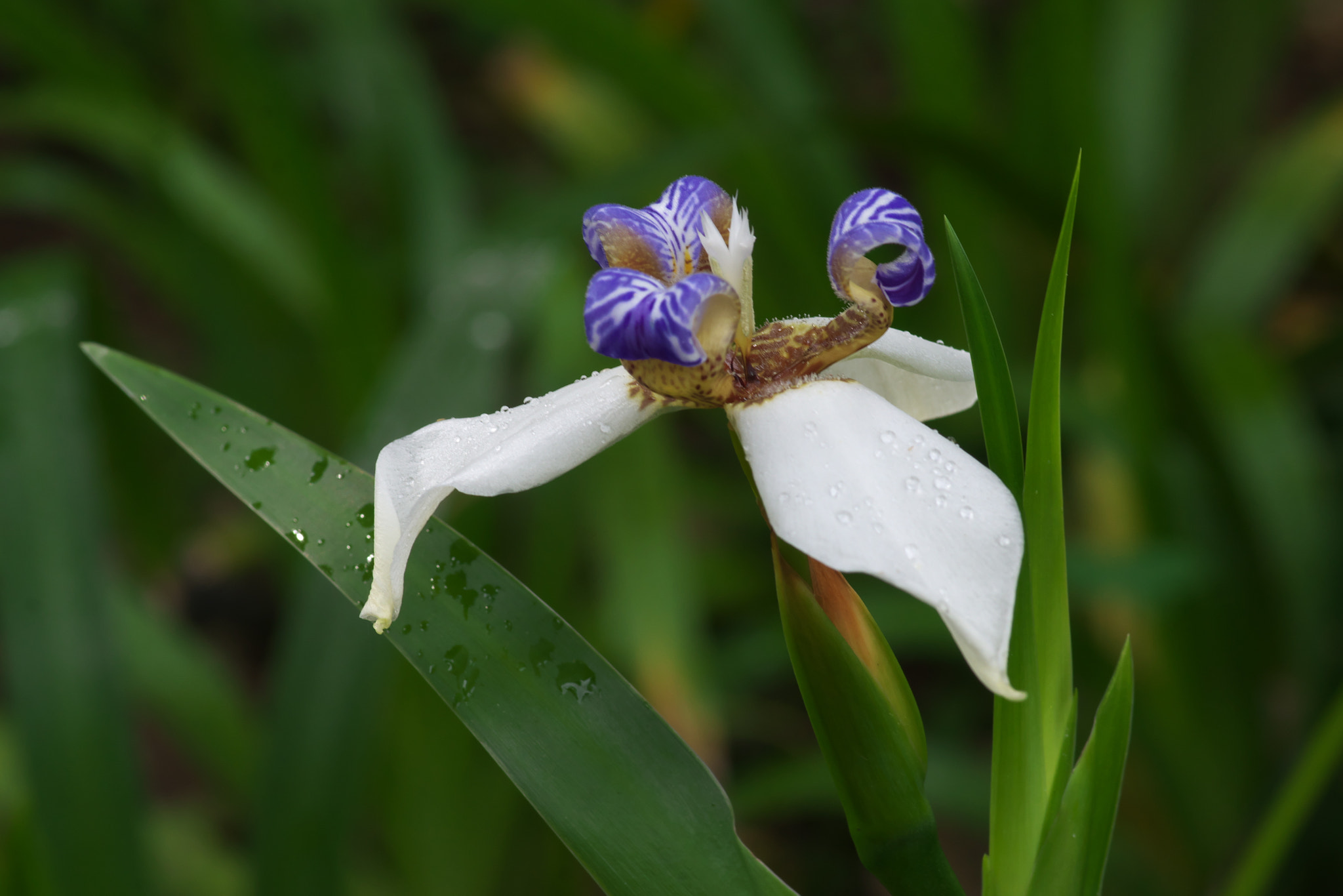 Pentax smc D-FA 100mm F2.8 Macro WR sample photo. Drone photography