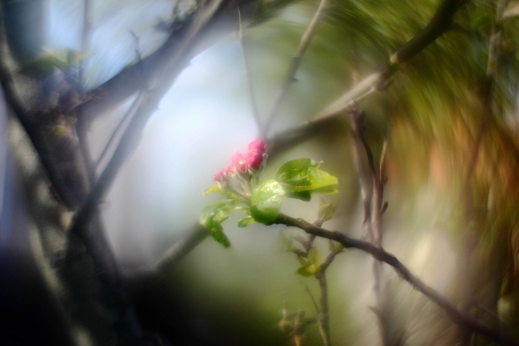Canon 1-65535mm sample photo. Tournibokeh photography