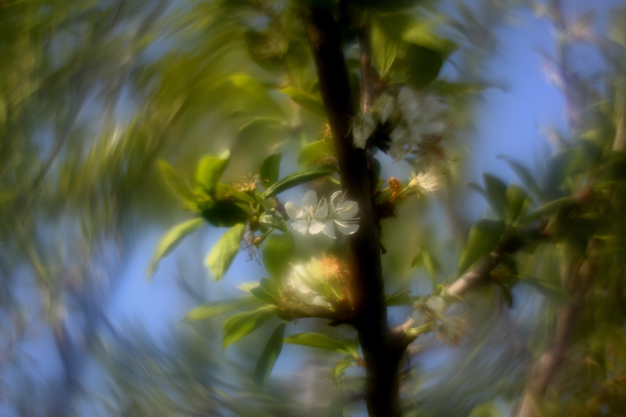 Canon 1-65535mm sample photo. Tournibokeh photography