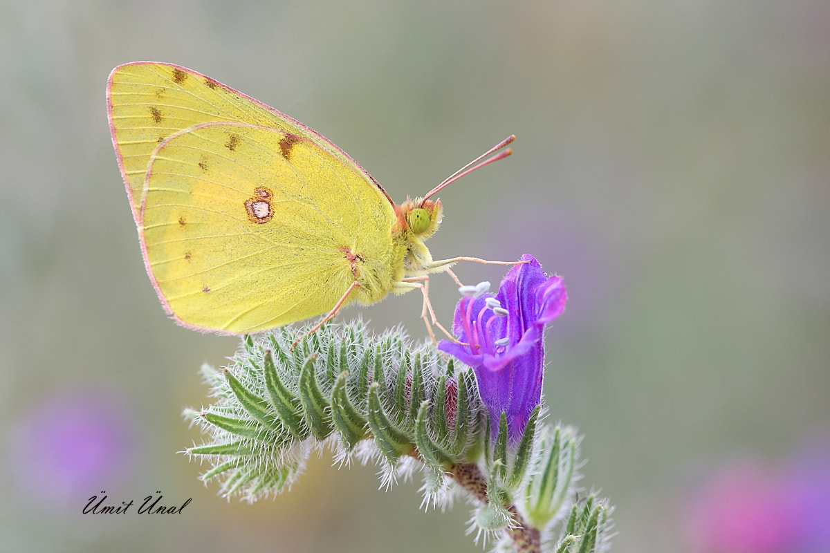 Canon EOS 40D + Canon EF 100mm F2.8 Macro USM sample photo. Clouded yellow photography