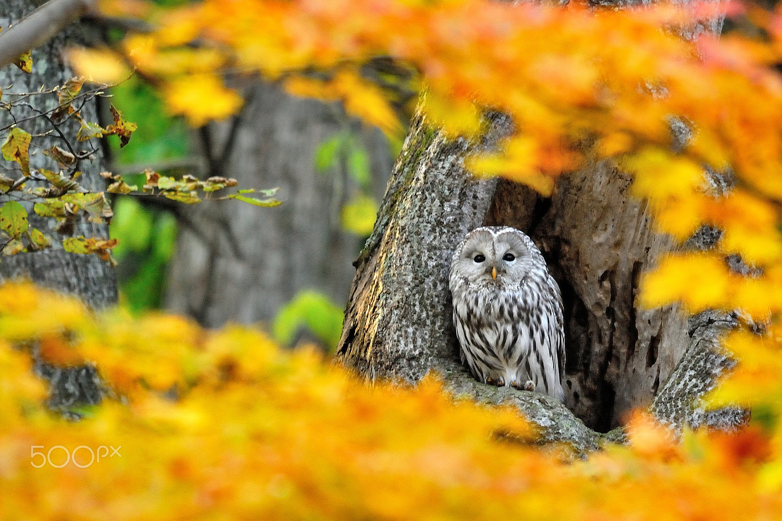 Nikon D200 + Sigma 150-500mm F5-6.3 DG OS HSM sample photo. Colored leaves and owl photography