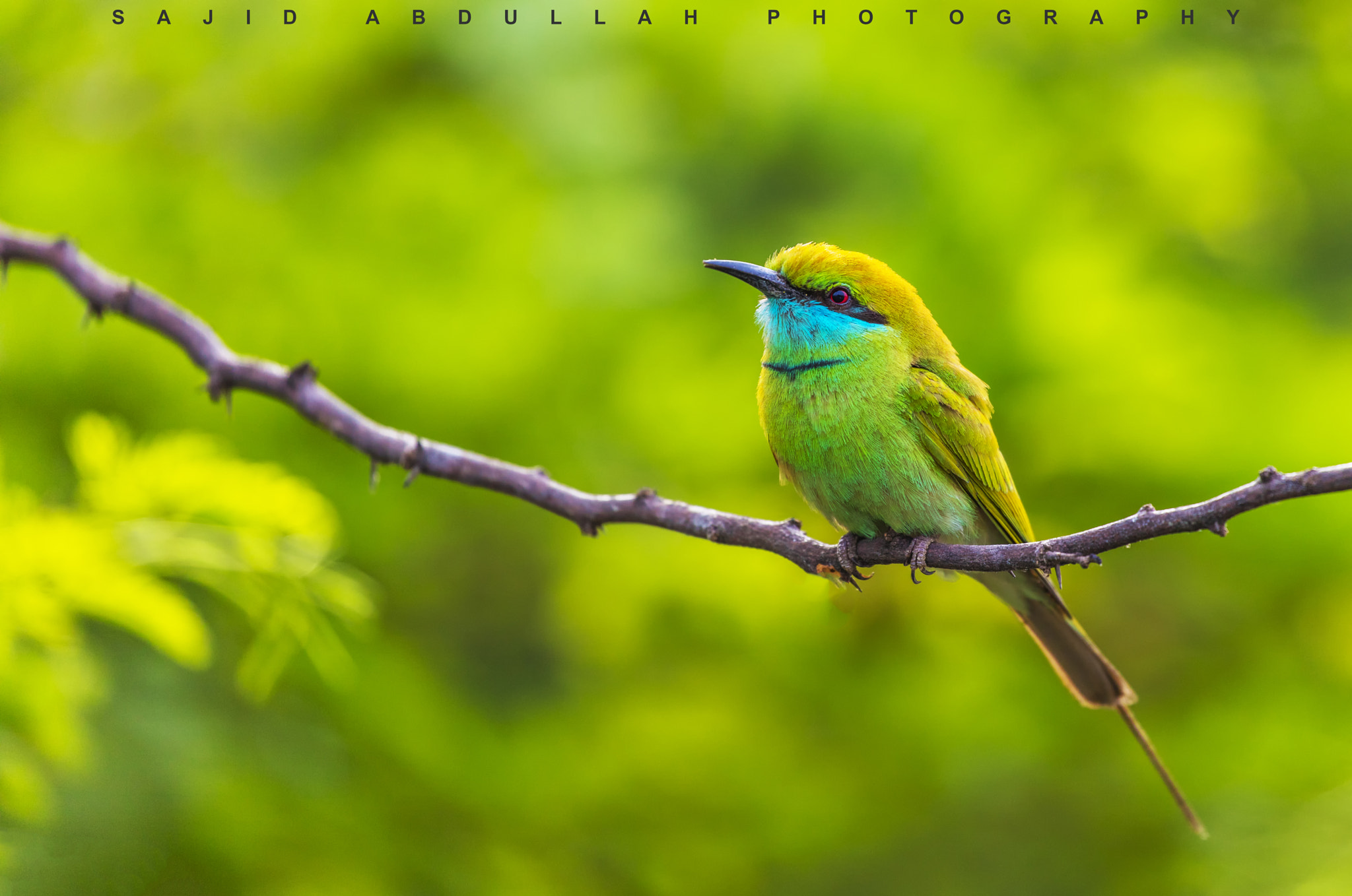 Canon EF 100-400mm F4.5-5.6L IS II USM sample photo. Green bee eater photography
