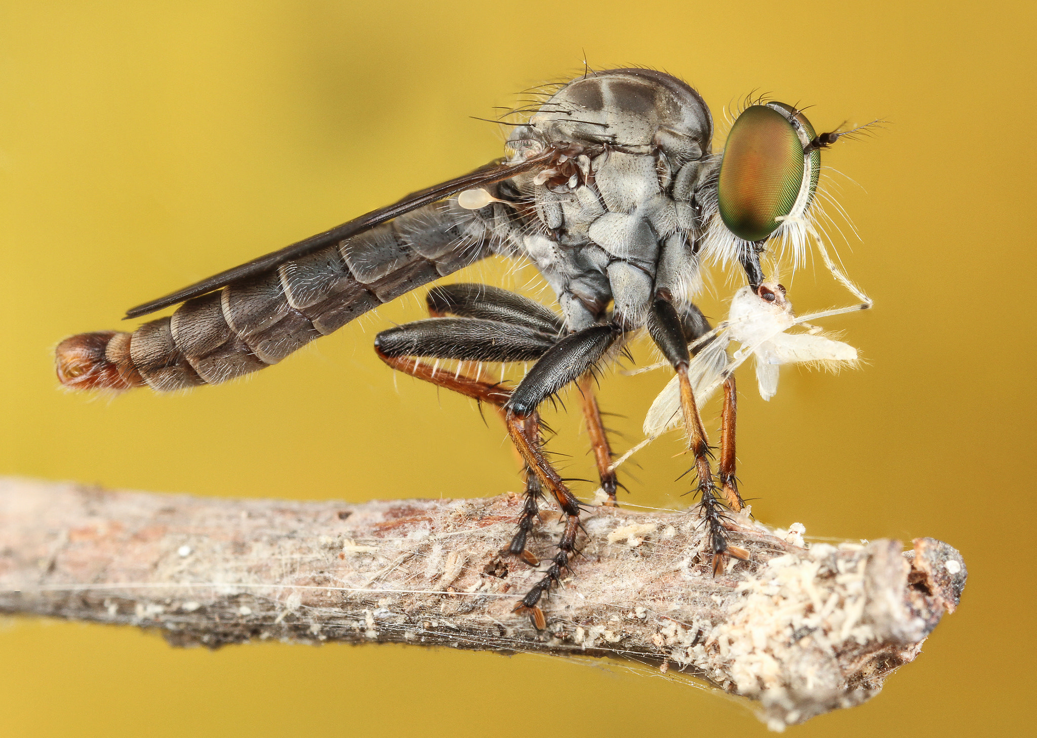 Robberfly and prey