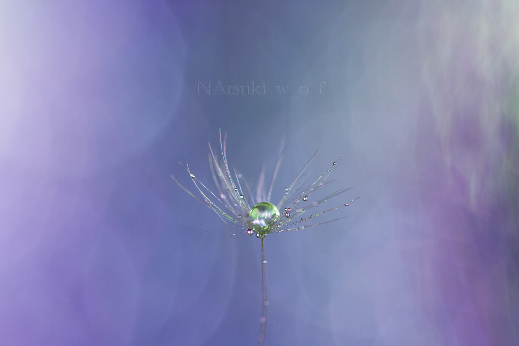 Tamron SP AF 180mm F3.5 Di LD (IF) Macro sample photo. Fantasy world photography