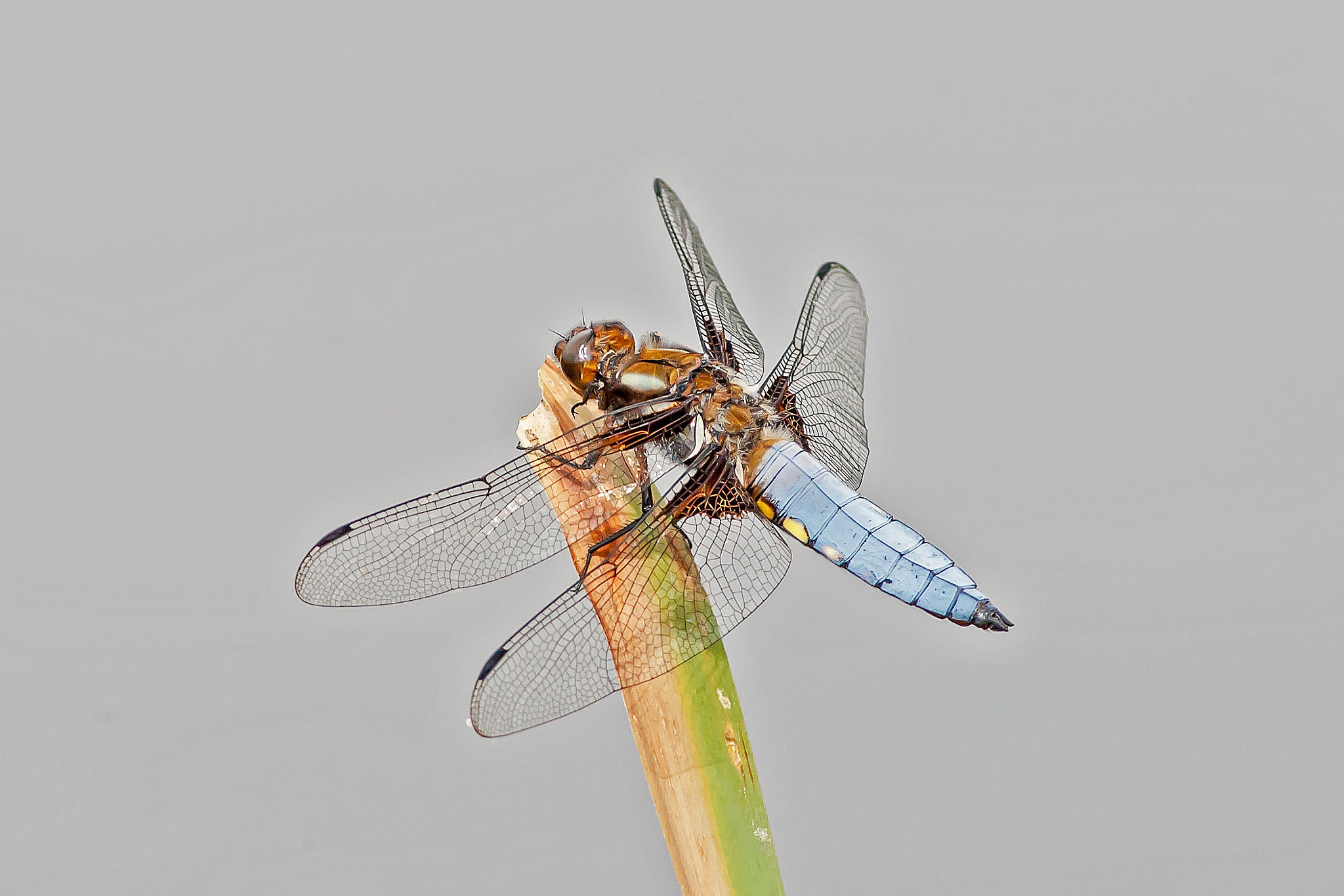 Canon EF 300mm F4L IS USM sample photo. Libellula depressa photography