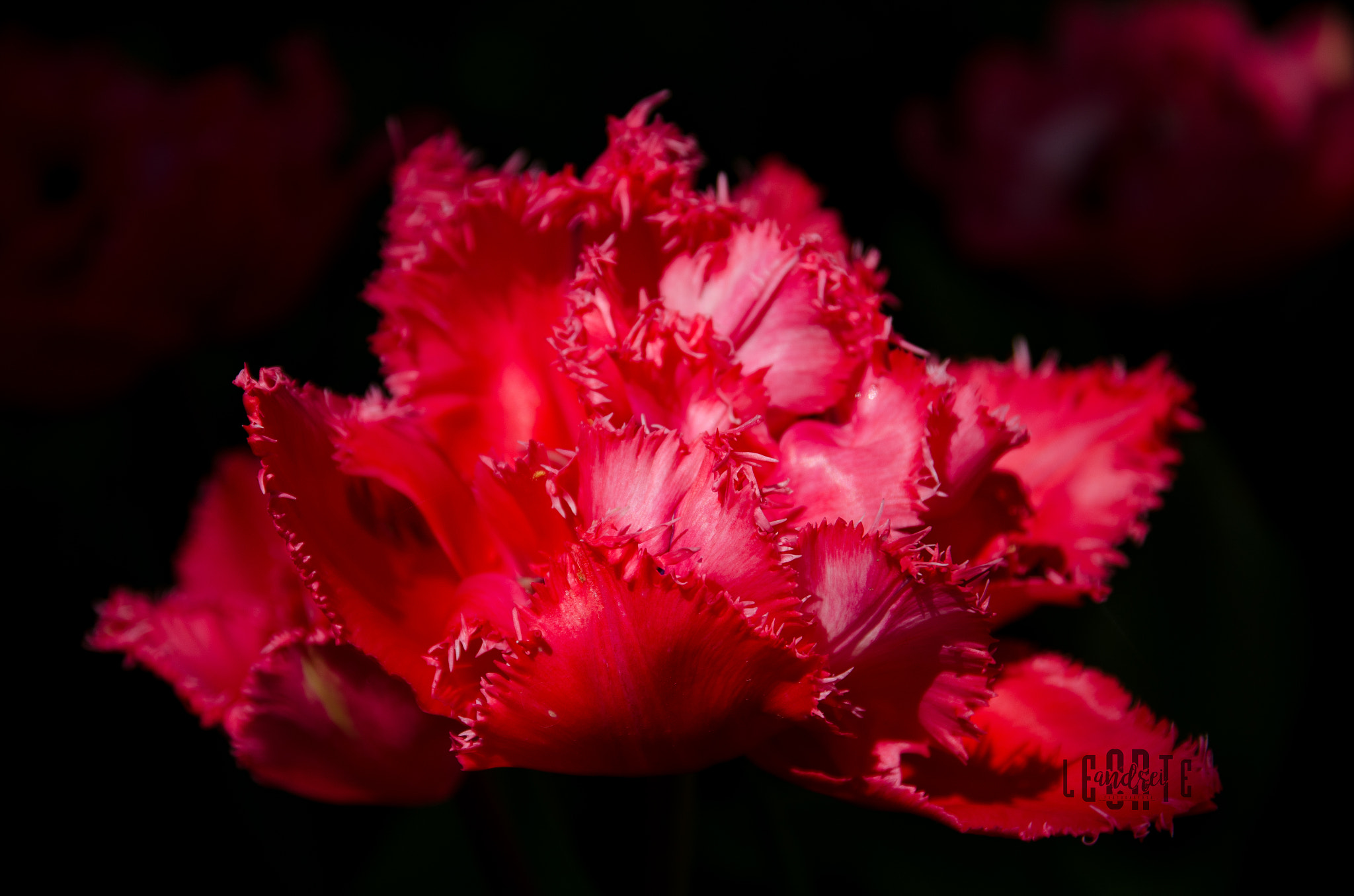 Sigma 17-70mm F2.8-4 DC Macro OS HSM | C sample photo. Red tulip photography