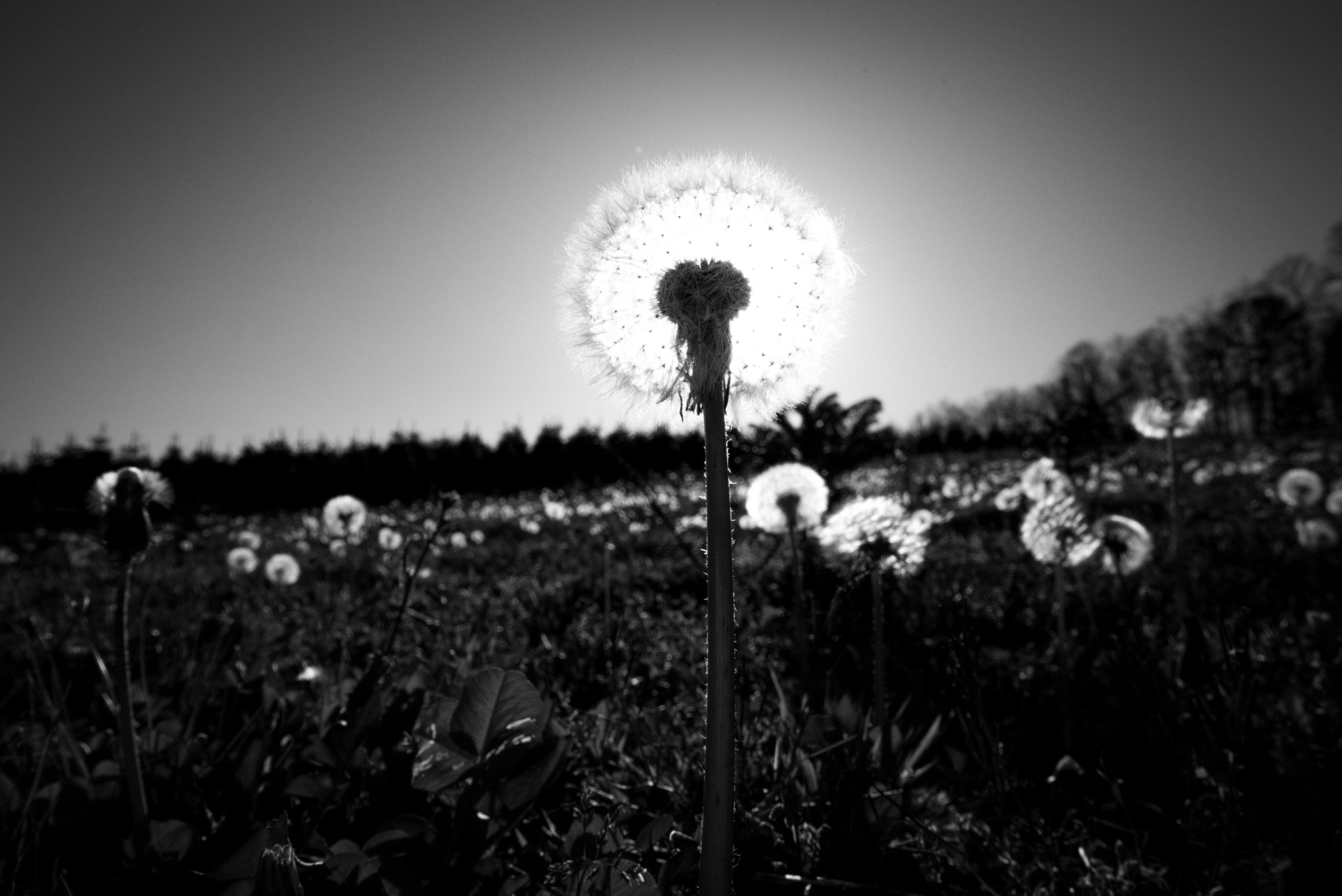 Sony a7S + Sony Vario-Tessar T* FE 16-35mm F4 ZA OSS sample photo. Dandelion king photography