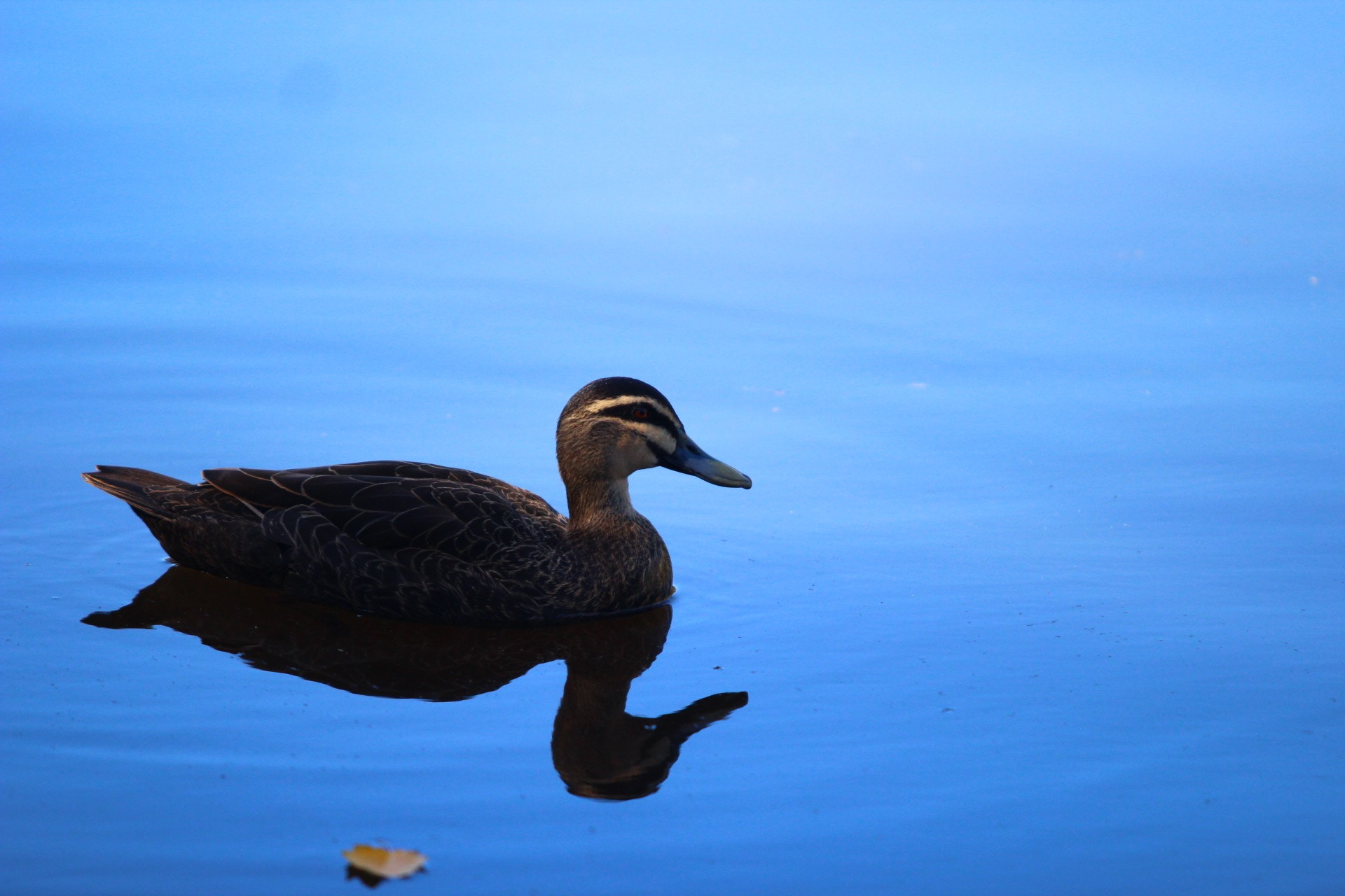 Canon EF 70-200mm F2.8L USM sample photo. Duck photography