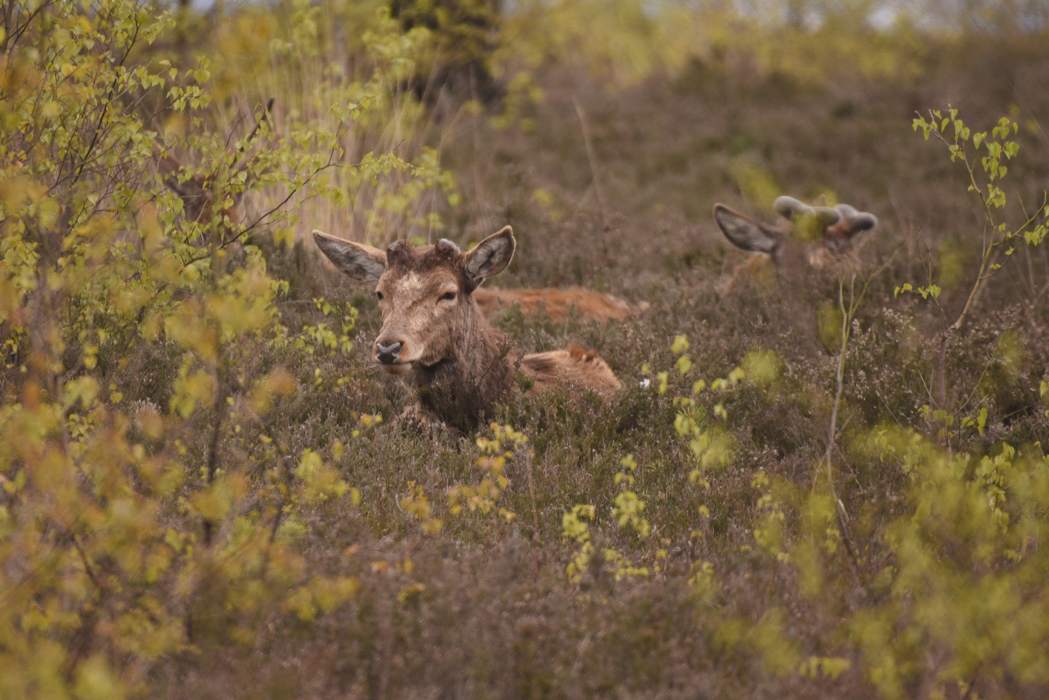 Sigma 50-500mm F4.5-6.3 DG OS HSM sample photo. Camberley 28 april 2016 012 photography