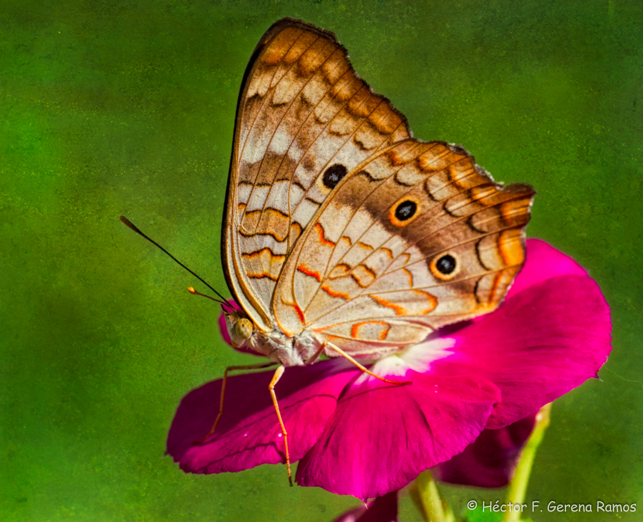 Sigma APO Macro 180mm F2.8 EX DG OS HSM sample photo. Landed photography