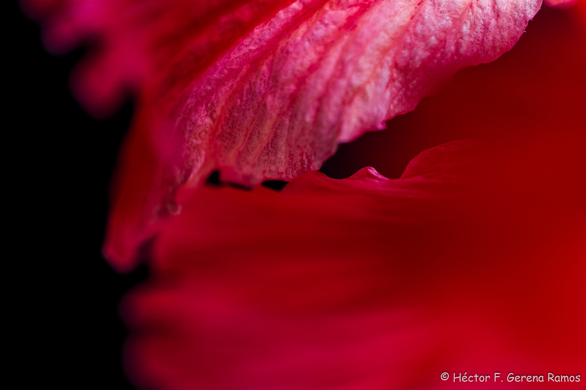 Sigma APO Macro 180mm F2.8 EX DG OS HSM sample photo. Touching photography