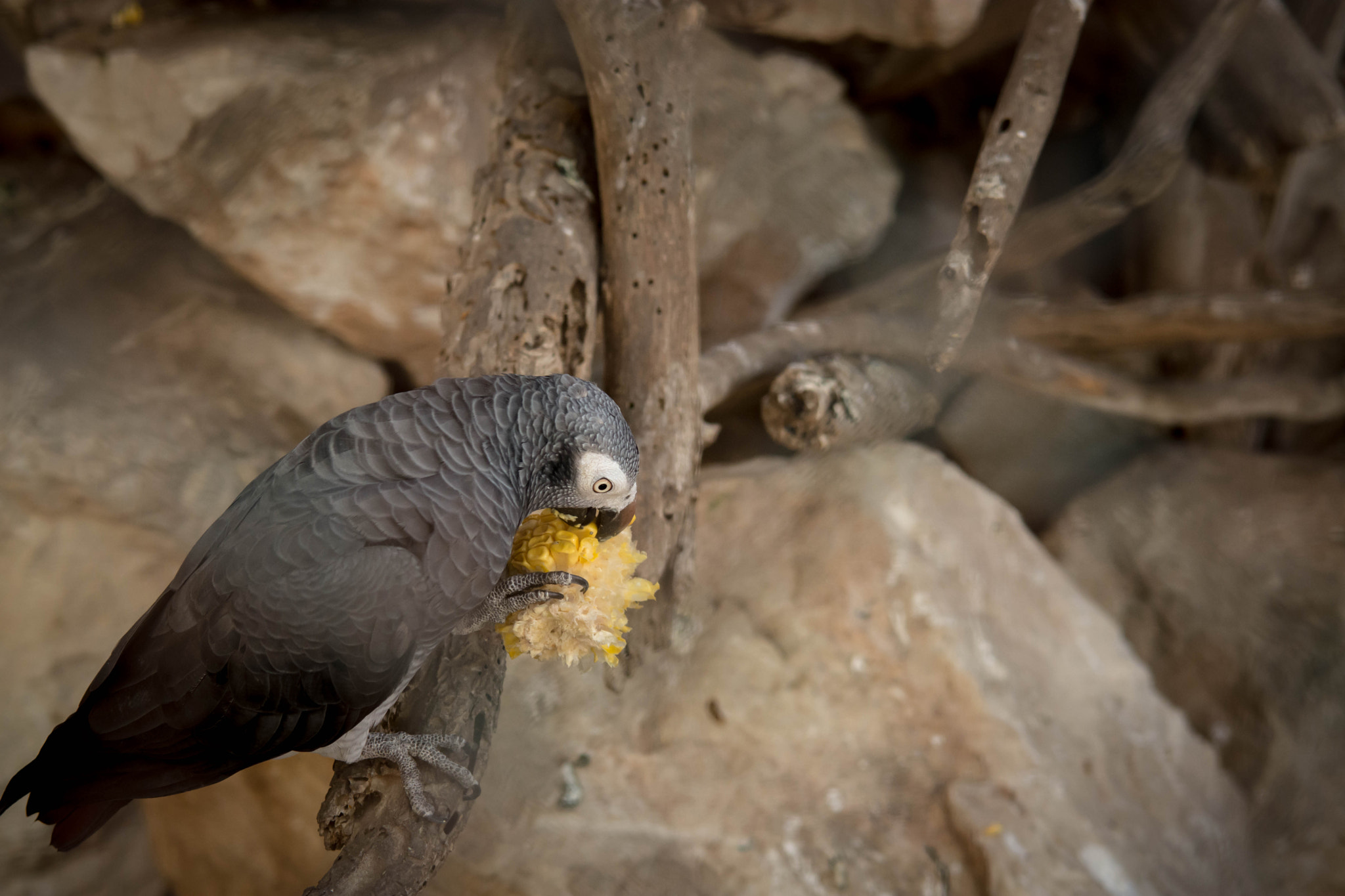 Nikon D7200 + Sigma 50-150mm F2.8 EX APO DC HSM sample photo. Bird photography